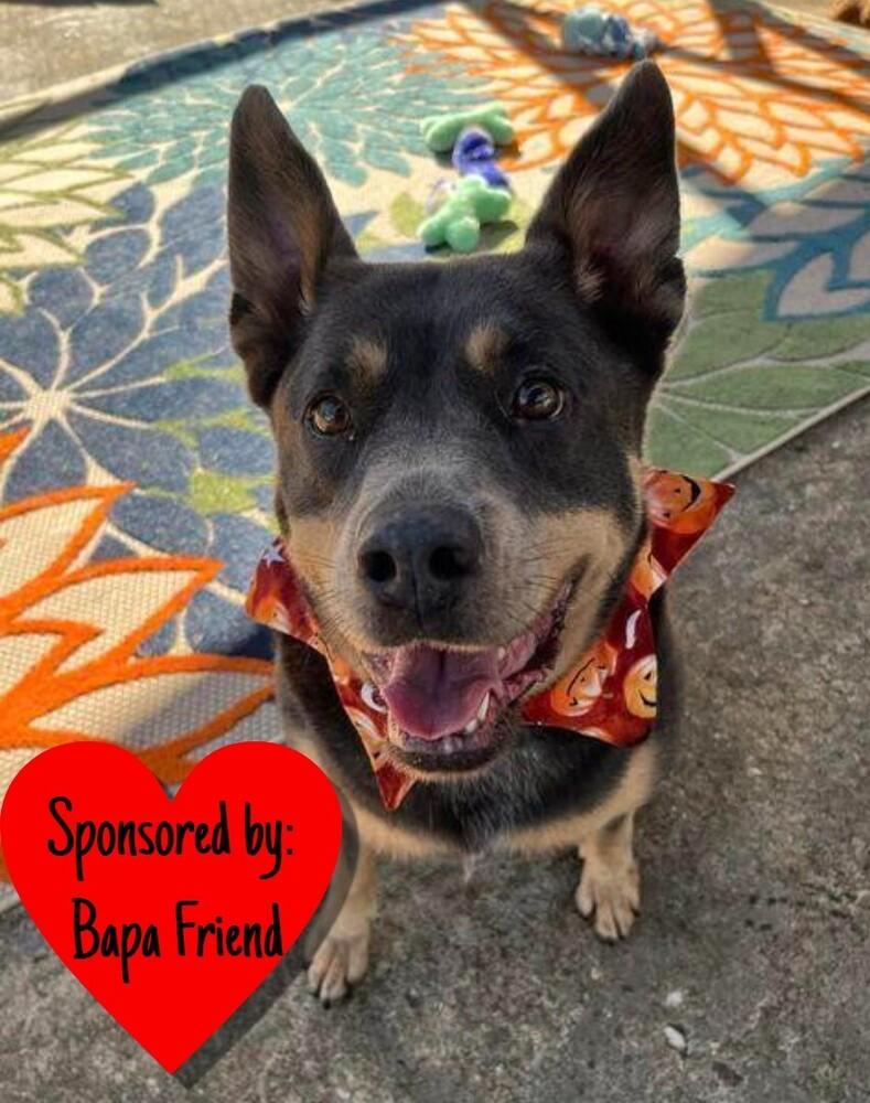 Enlarge Aria, a Adoptable mixed breed in San Leon, TX image 4/6