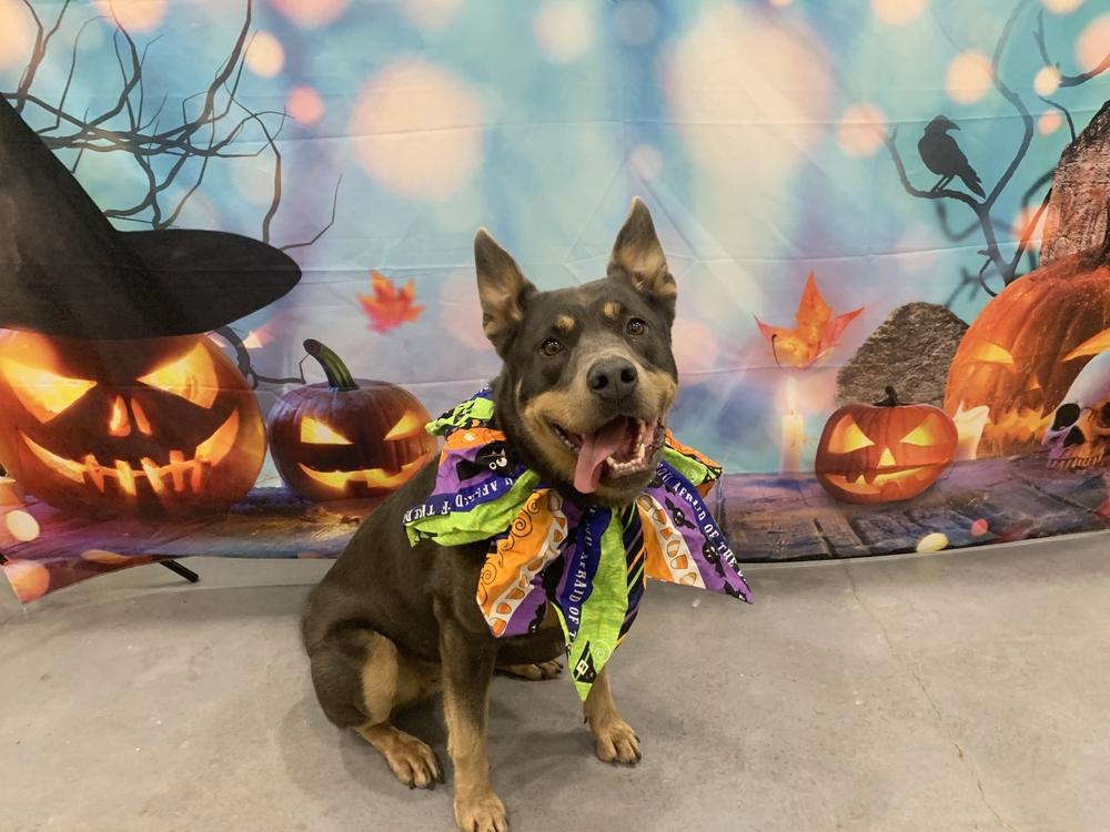 Enlarge Aria, a Adoptable mixed breed in San Leon, TX image 6/6