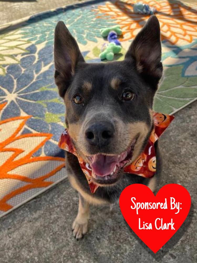 Enlarge Aria, a Adoptable mixed breed in San Leon, TX image 6/6