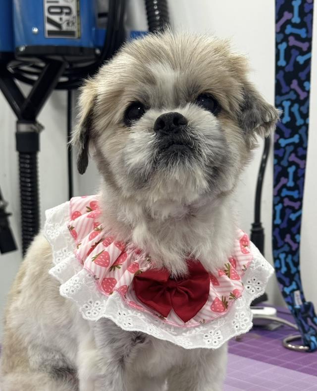 MARTHA, Adoptable, Senior Female Shih Tzu.