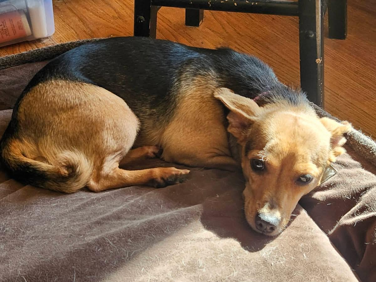 Enlarge Isabella, a Adoptable mixed breed in Livermore, CA image 2/3