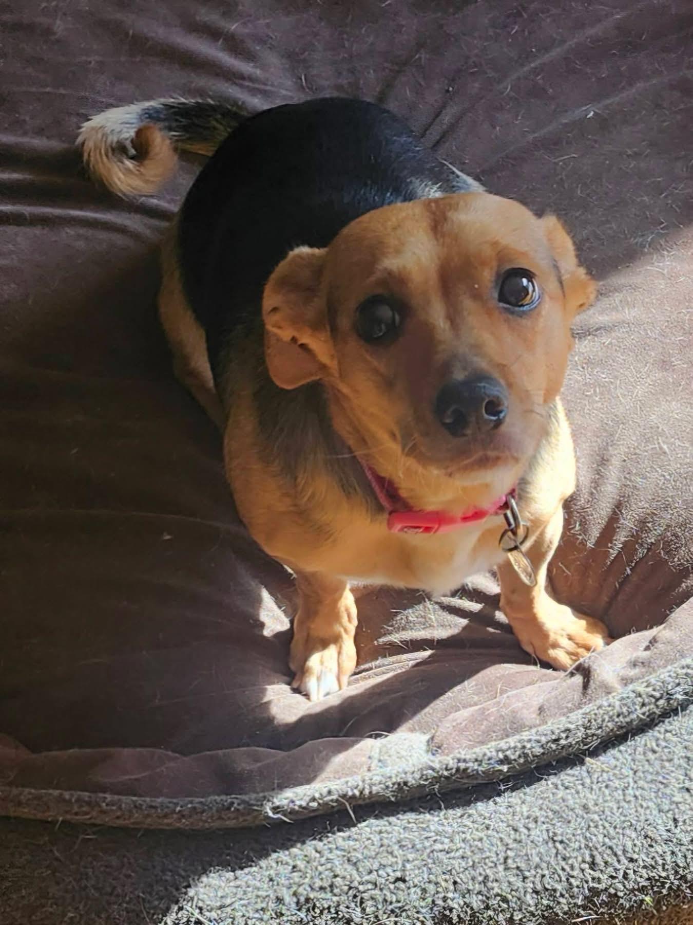 Isabella, Adoptable, Adult Female Terrier & Chihuahua.