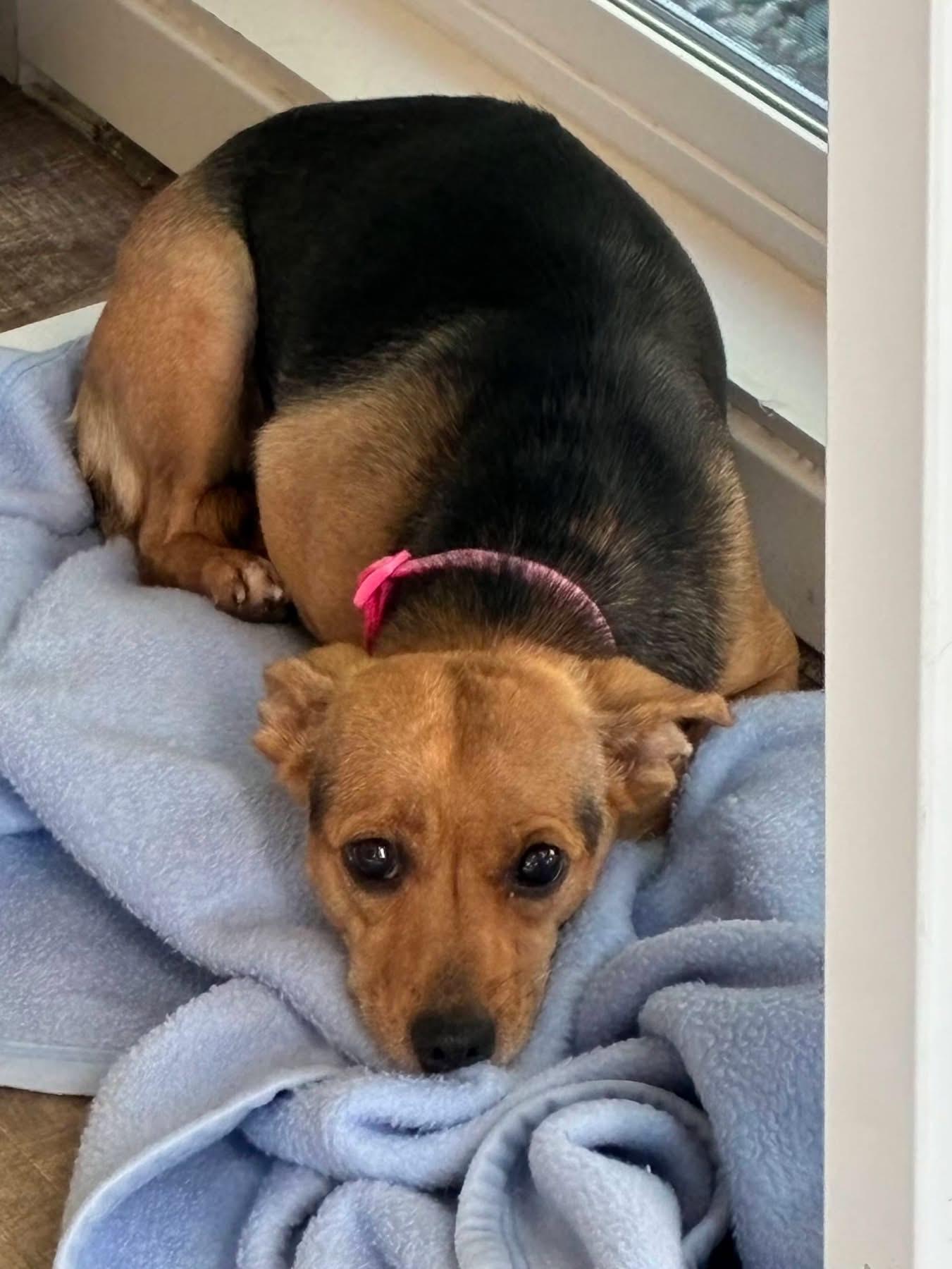 Enlarge Isabella, a Adoptable mixed breed in Livermore, CA image 3/3