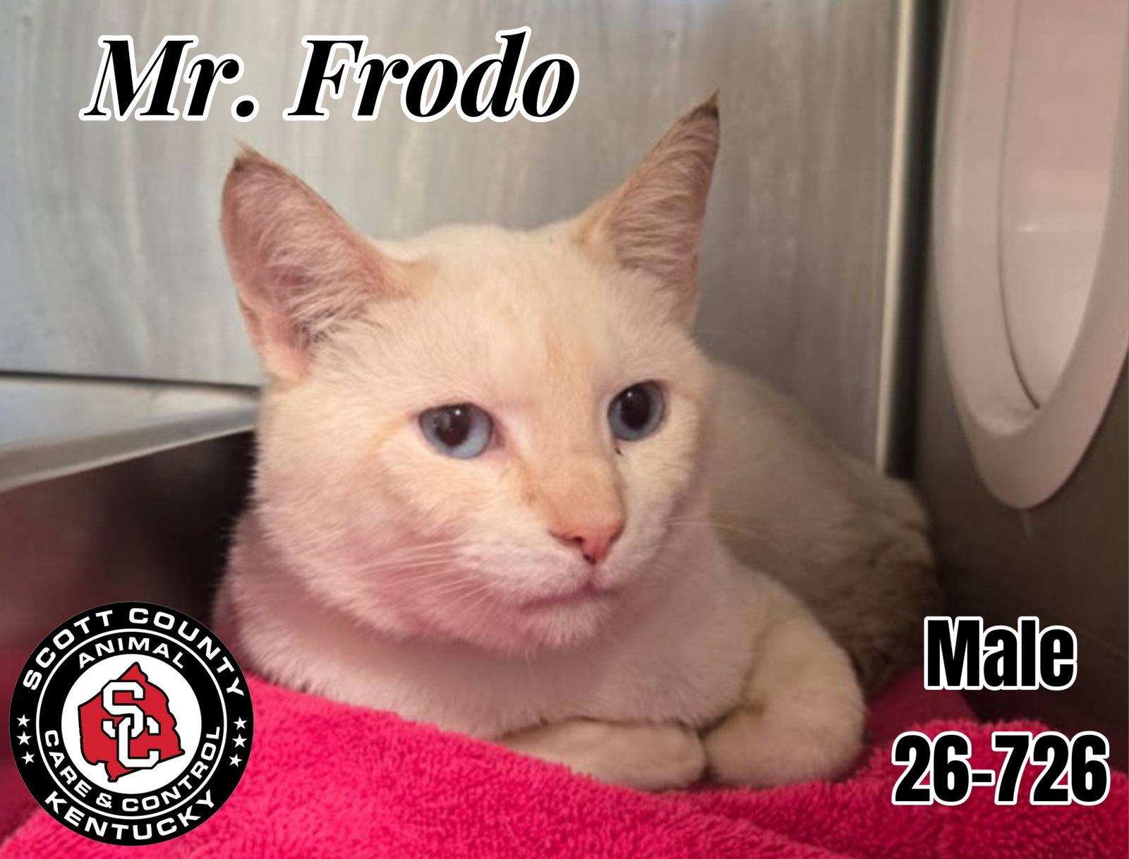 Mr. Frodo, Adoptable, Adult Male Domestic Short Hair.
