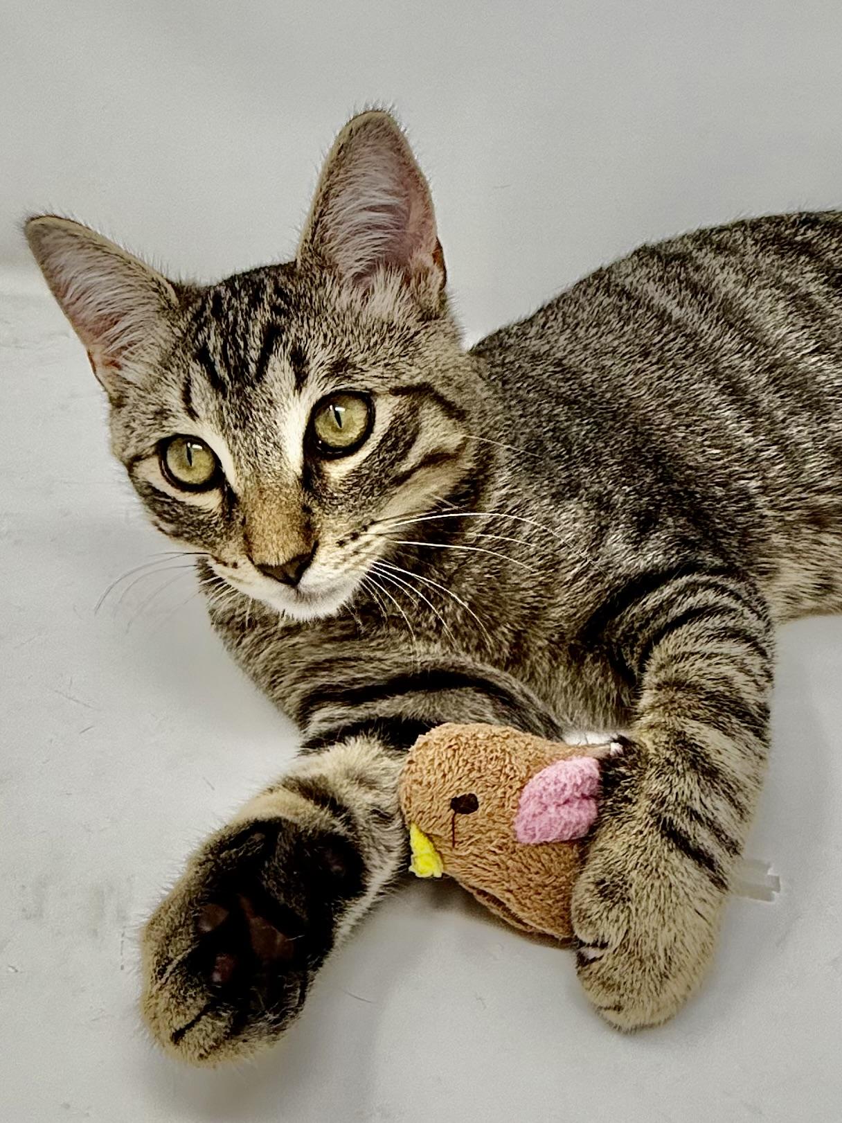 Oliver, an adopted Tabby in Costa Mesa, CA image 2/5