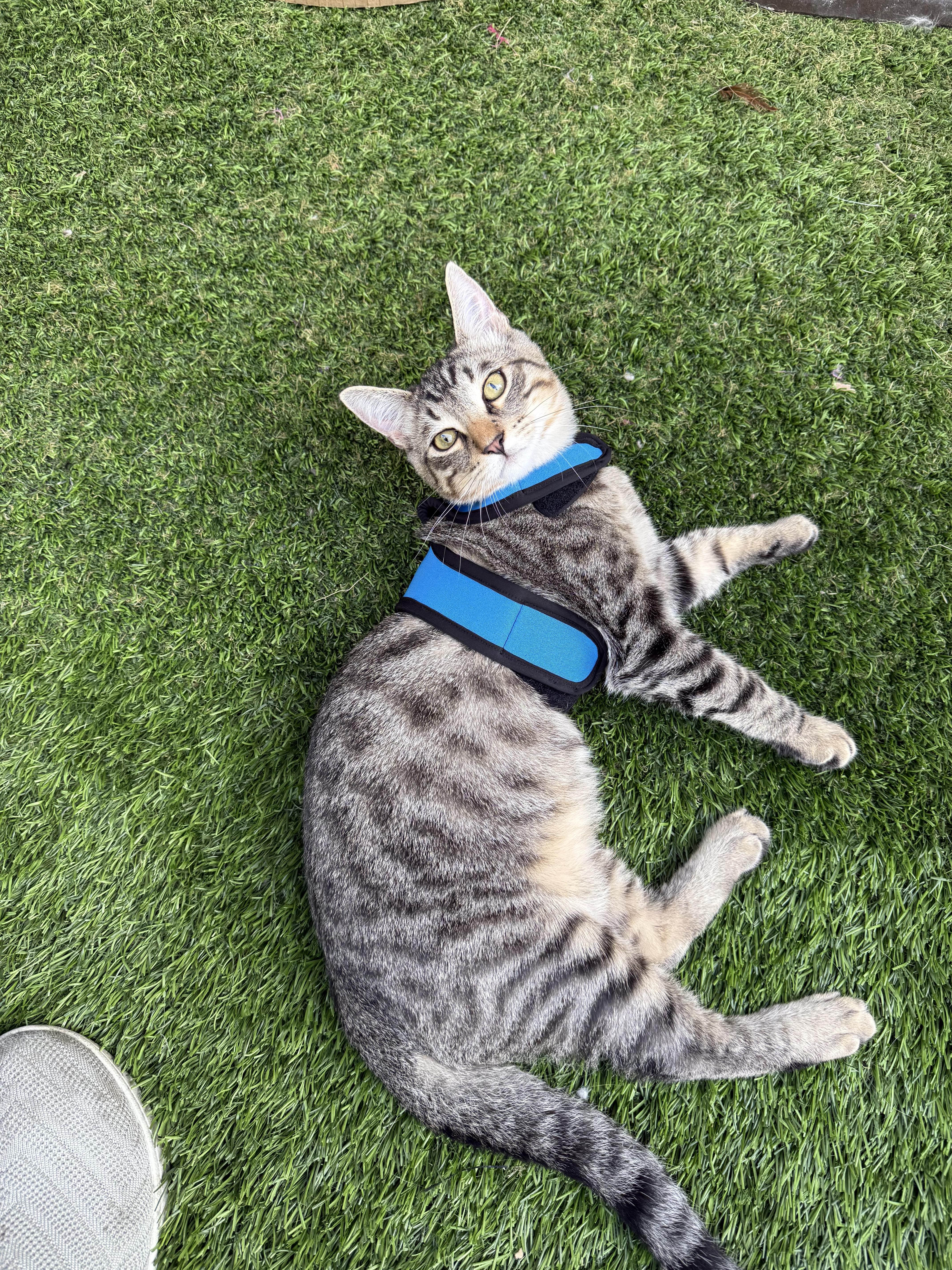 Oliver, an adopted Tabby in Costa Mesa, CA image 4/5