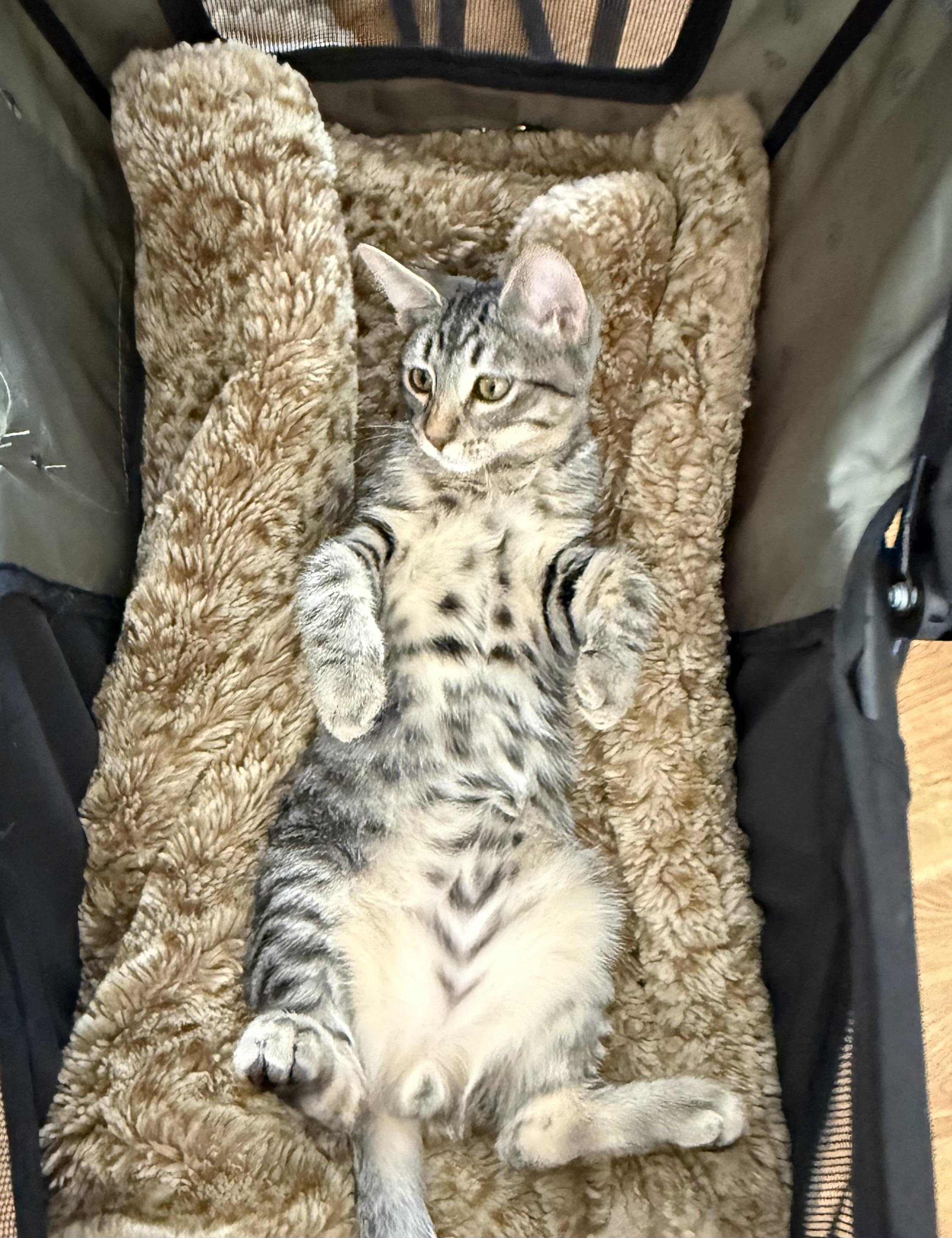 Oliver, an adopted Tabby in Costa Mesa, CA image 3/5