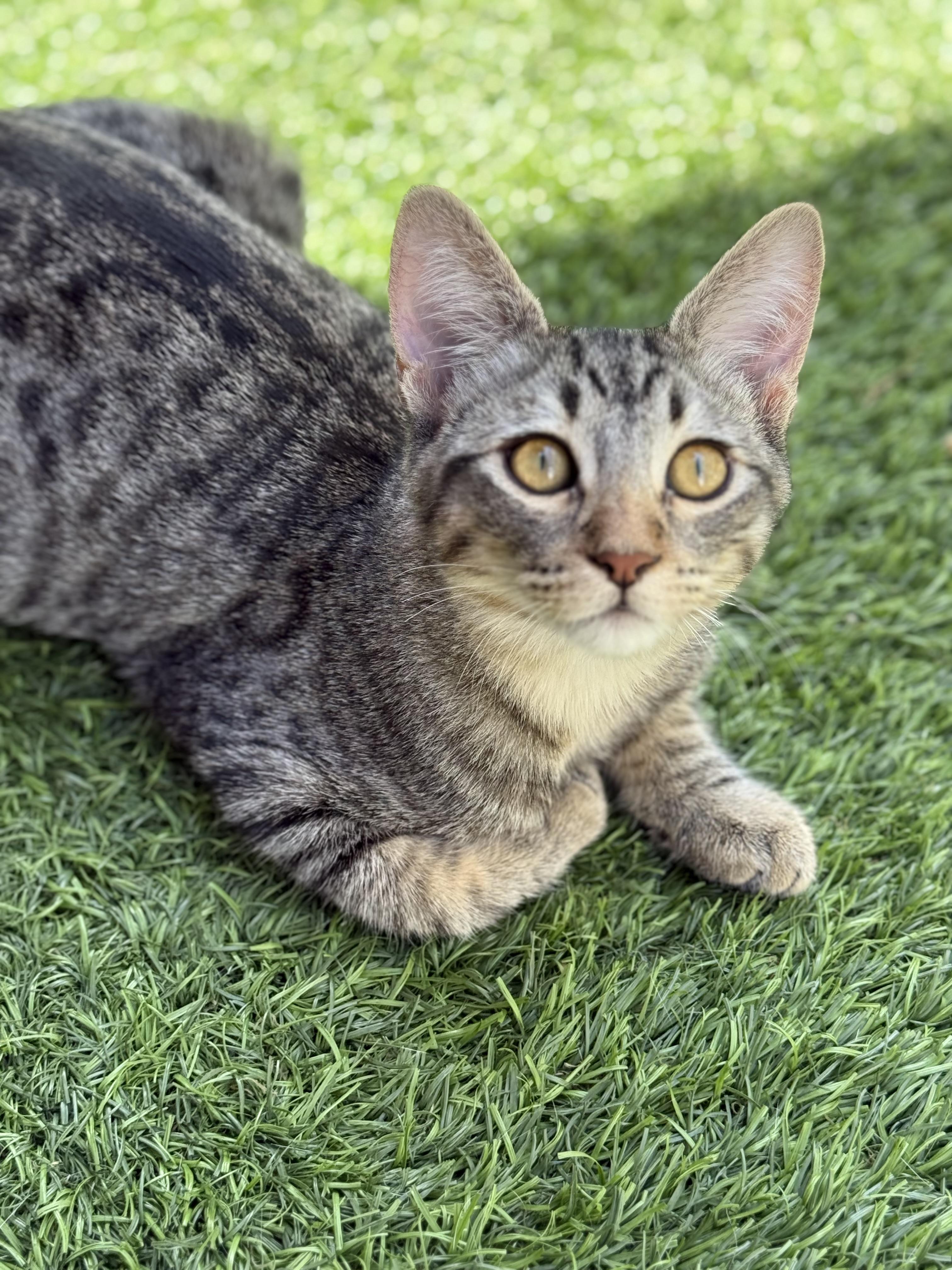 Oliver, Adoptable, Young Male Tabby.