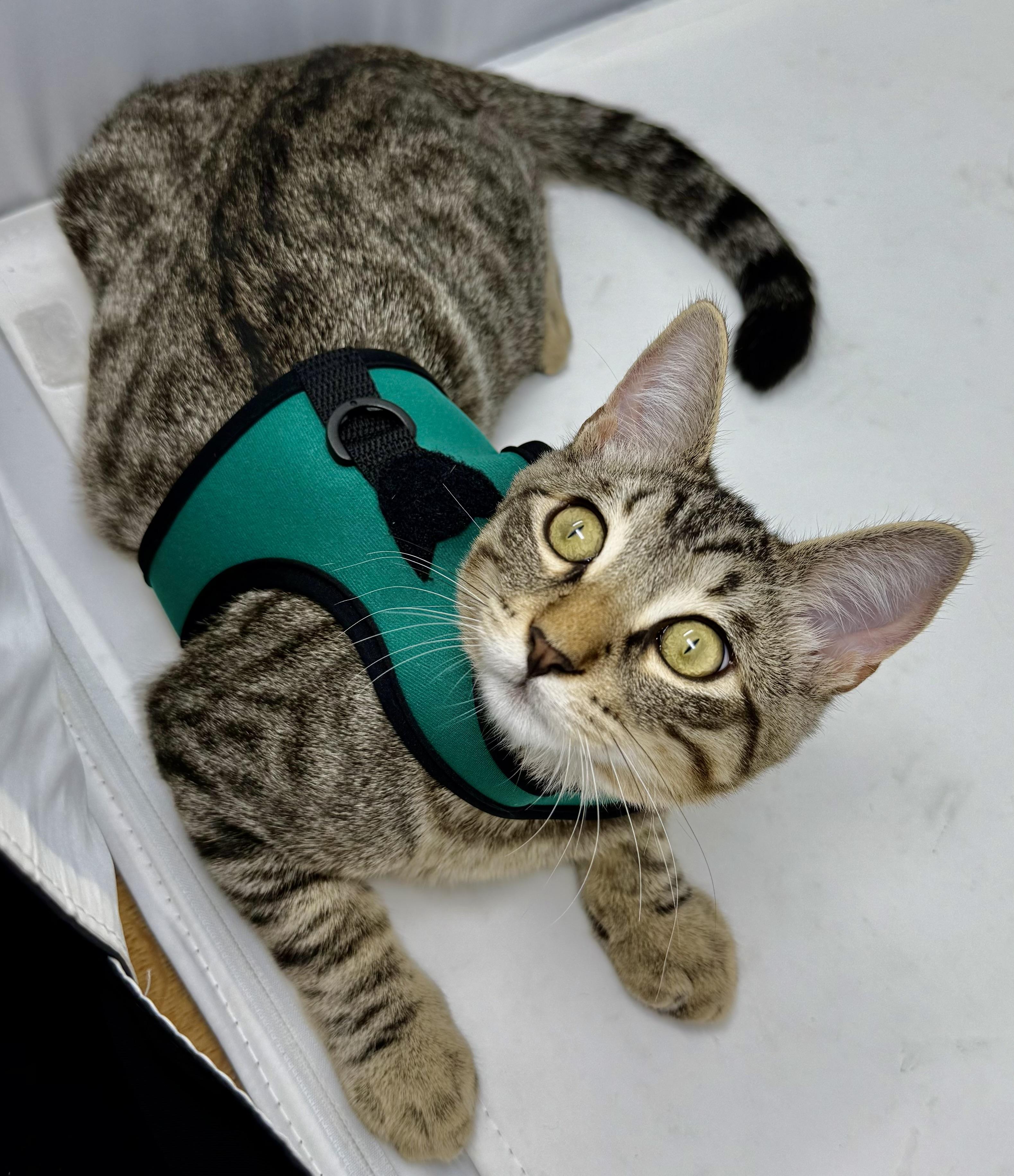 Oliver, an adopted Tabby in Costa Mesa, CA image 5/5