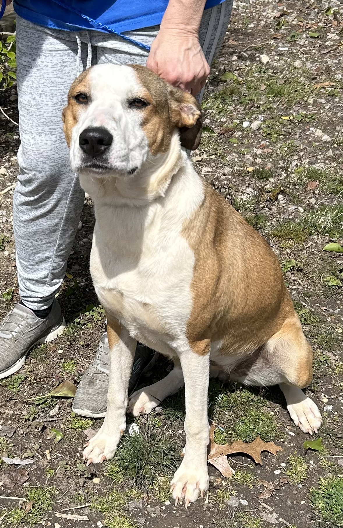 Dolly, a Adopted Labrador Retriever in Calverton, NY image 2/4