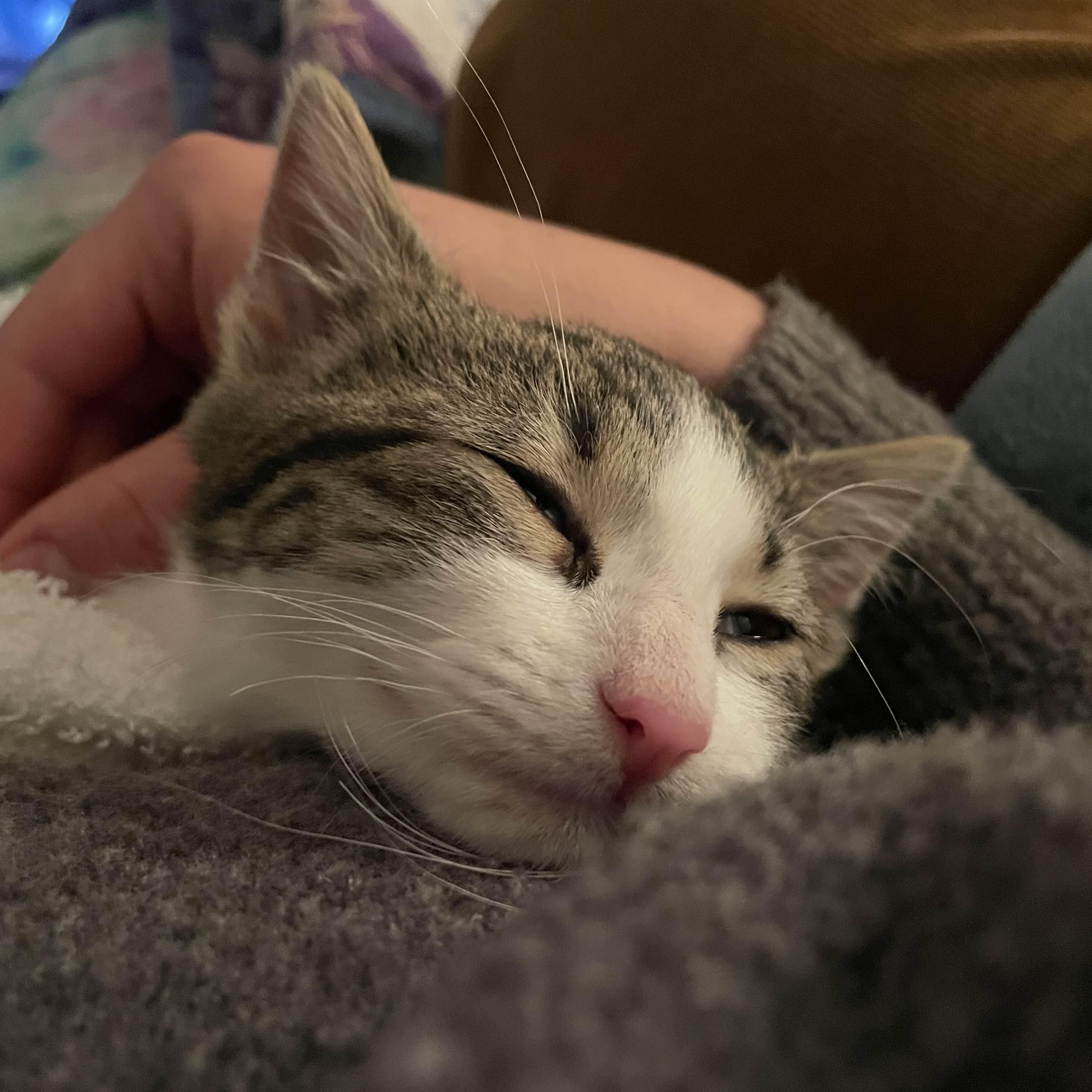 Enlarge Fozzie Bear, a Adoptable Domestic Medium Hair in Weehawken, NJ image 4/6