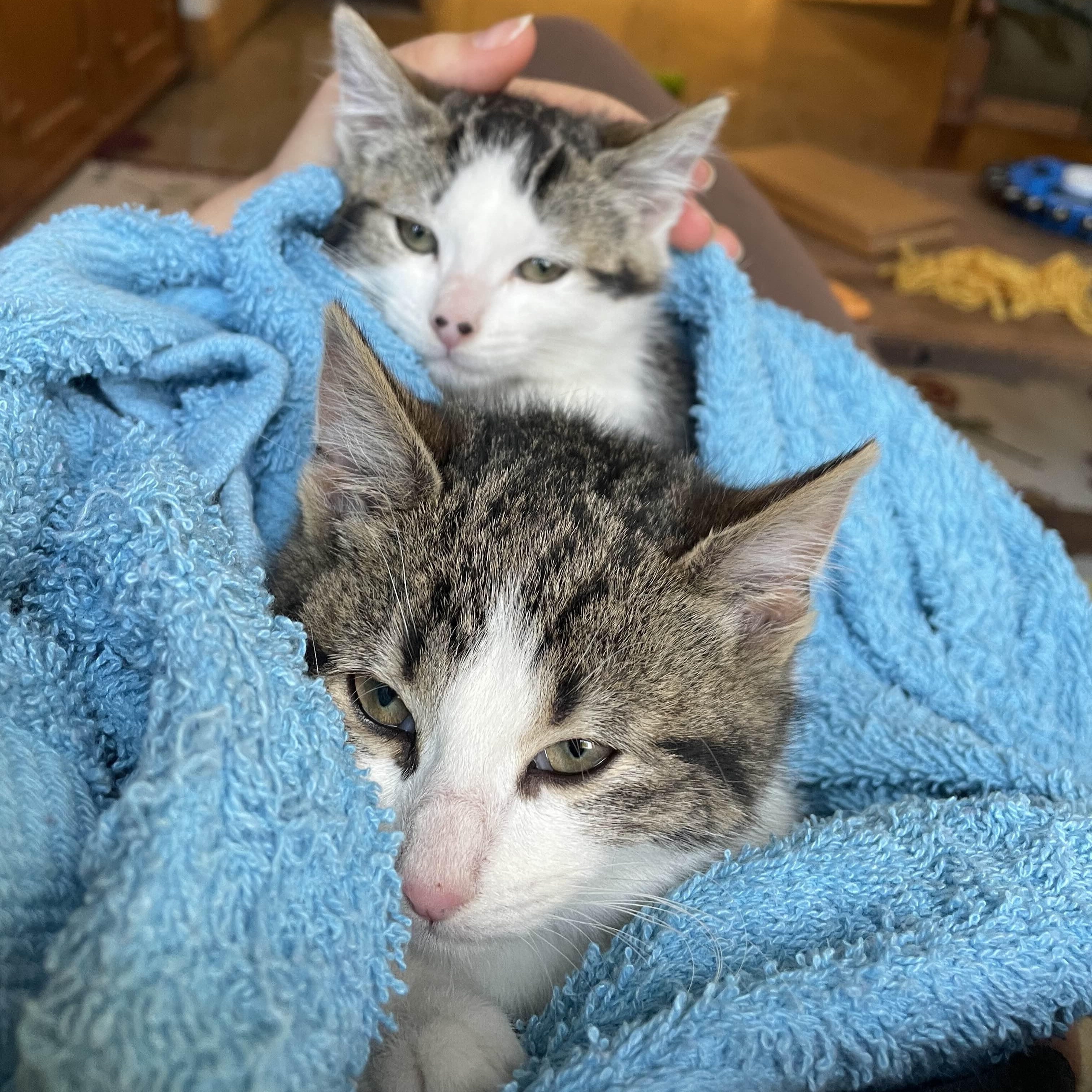 Fozzie Bear thumbnail 2