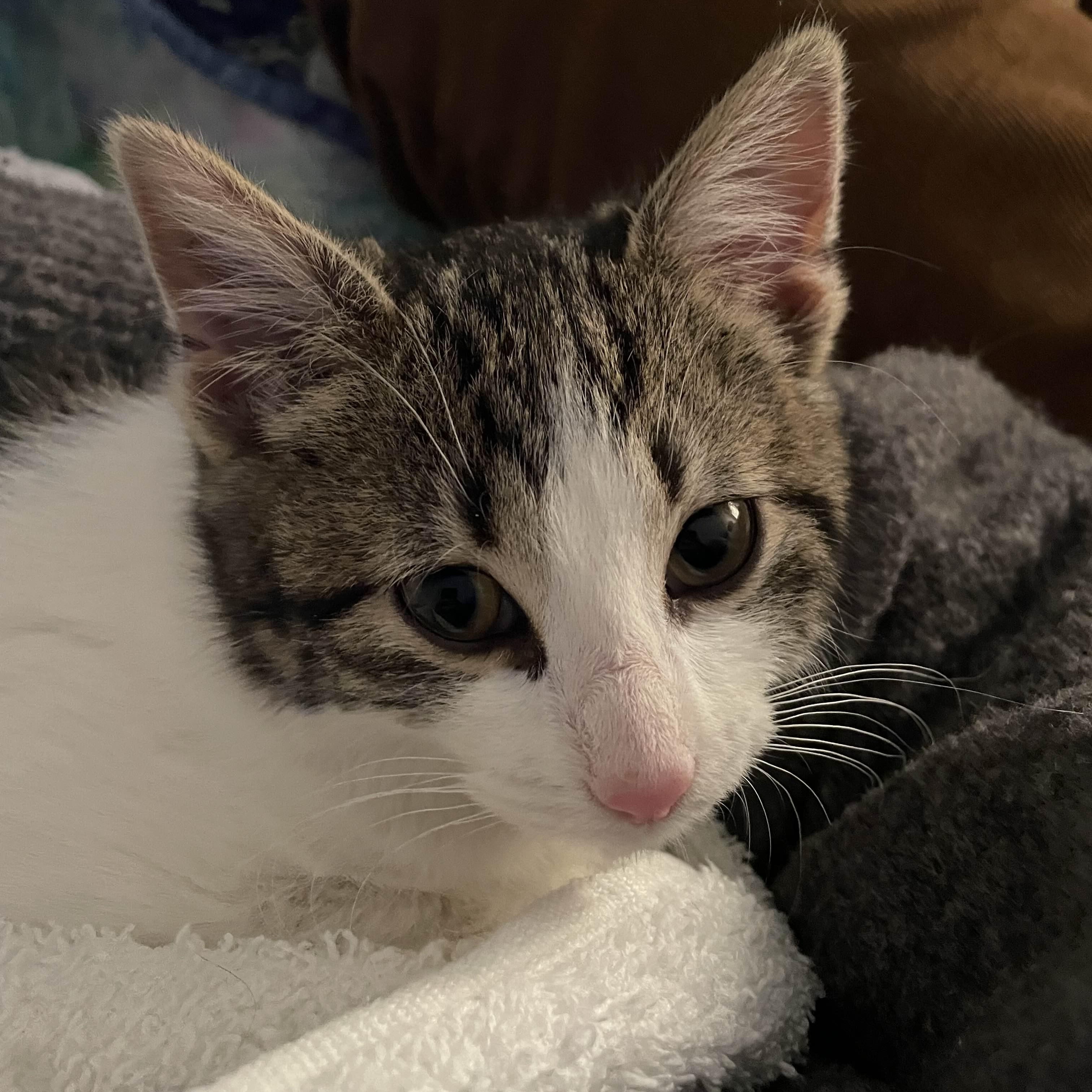 Enlarge Fozzie Bear, a Adoptable Domestic Medium Hair in Weehawken, NJ image 5/6