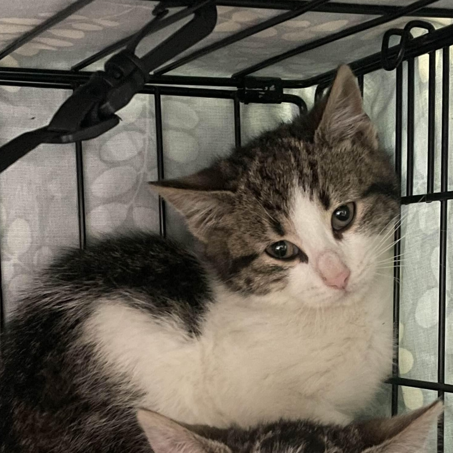 Enlarge Fozzie Bear, a Adoptable Domestic Medium Hair in Weehawken, NJ image 1/6