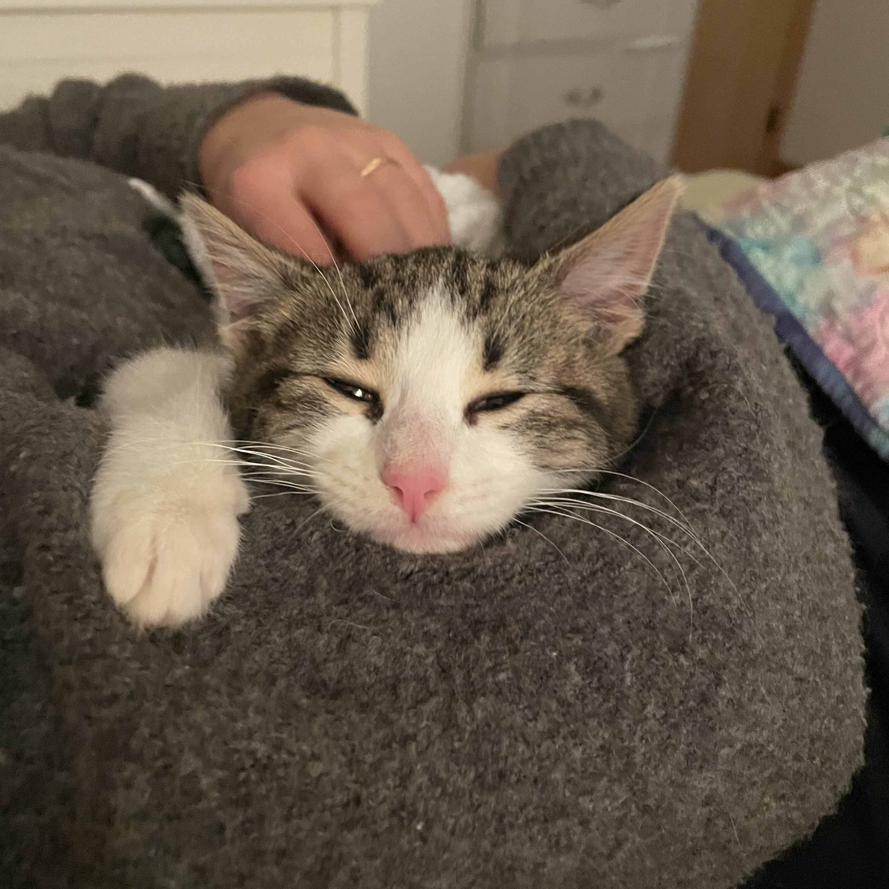 Enlarge Fozzie Bear, a Adoptable Domestic Medium Hair in Weehawken, NJ image 6/6