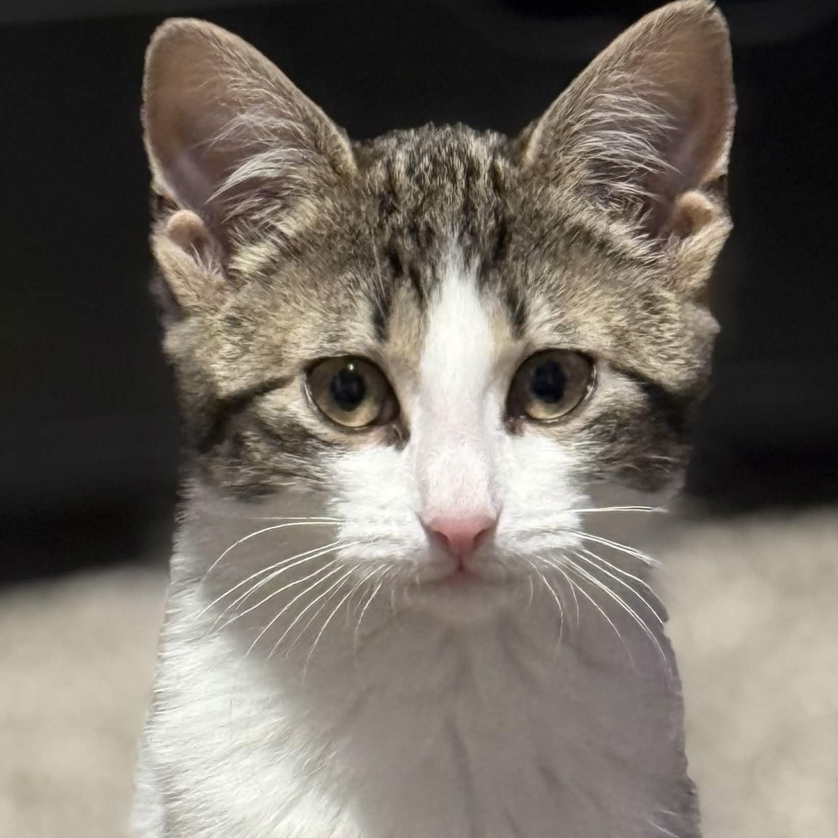 Fozzie Bear, Adoptable, Kitten Female Domestic Medium Hair.