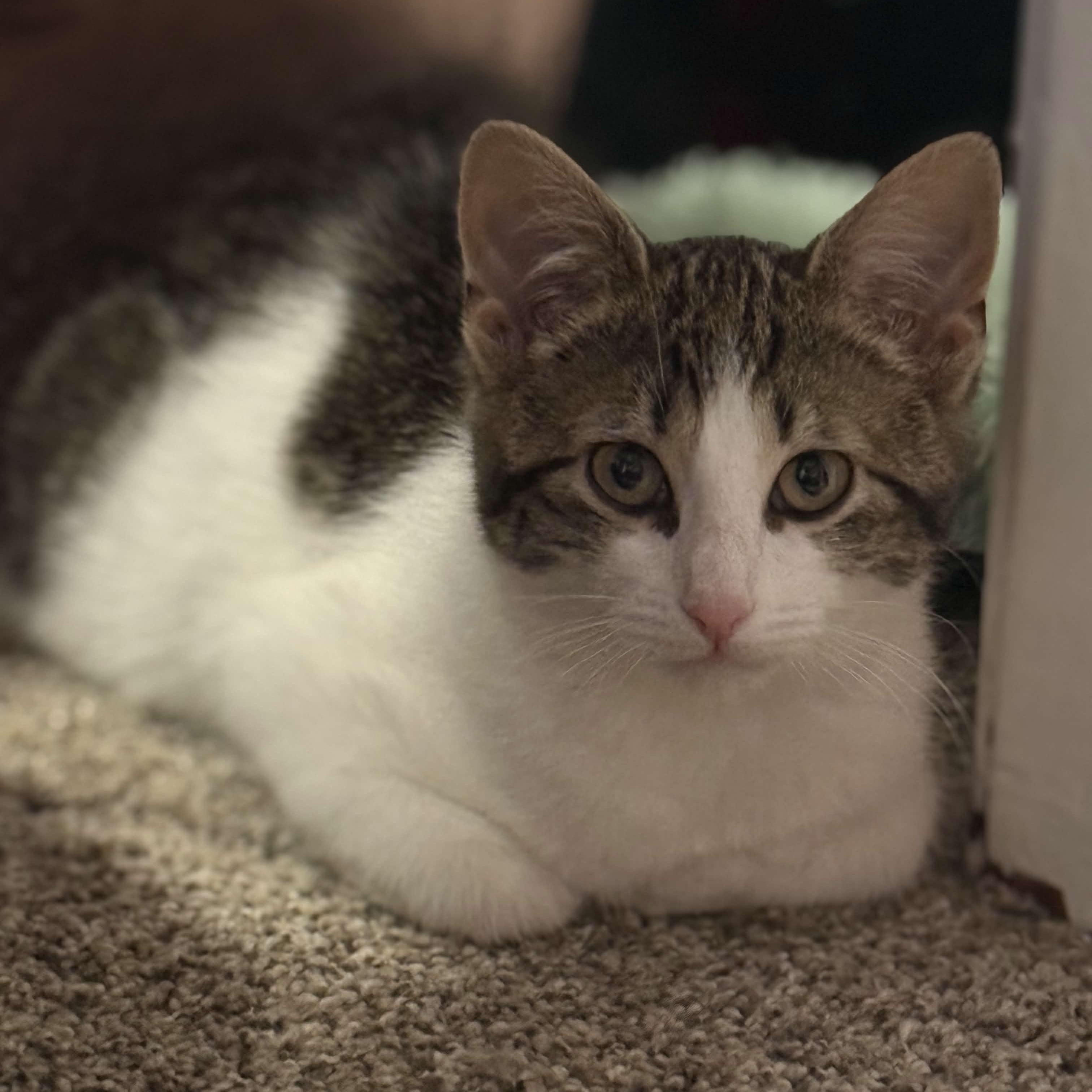 Enlarge Fozzie Bear, a Adoptable Domestic Medium Hair in Weehawken, NJ image 6/6