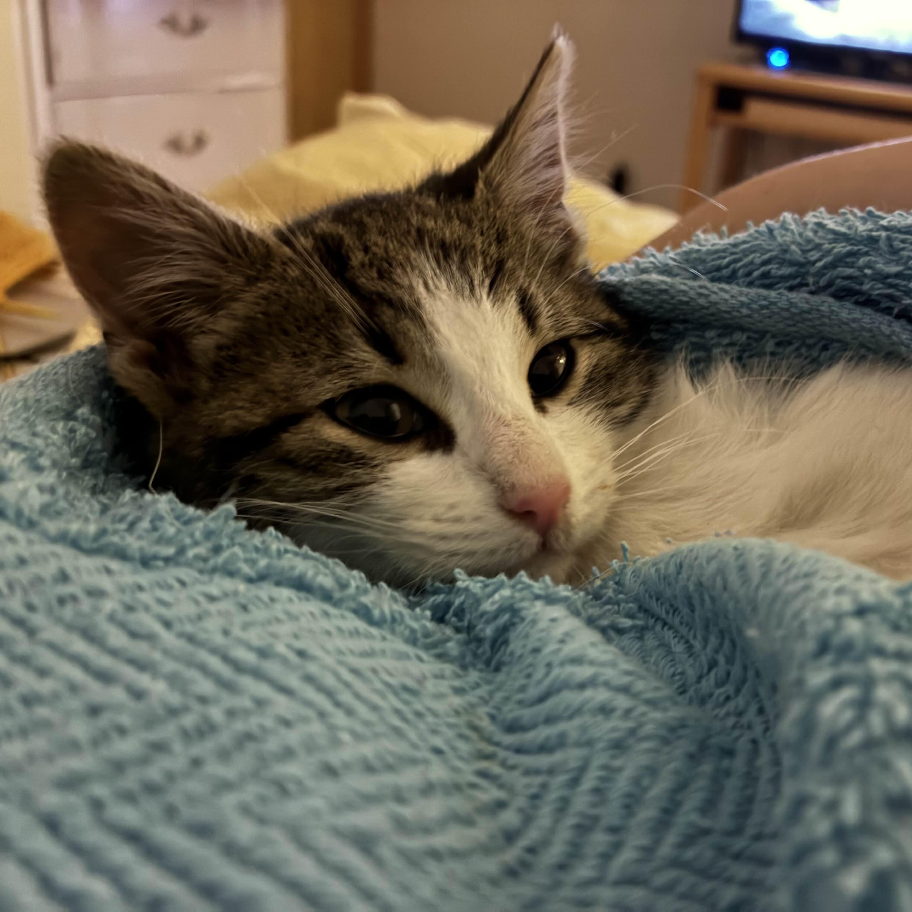 Enlarge Fozzie Bear, a Adoptable Domestic Medium Hair in Weehawken, NJ image 2/6