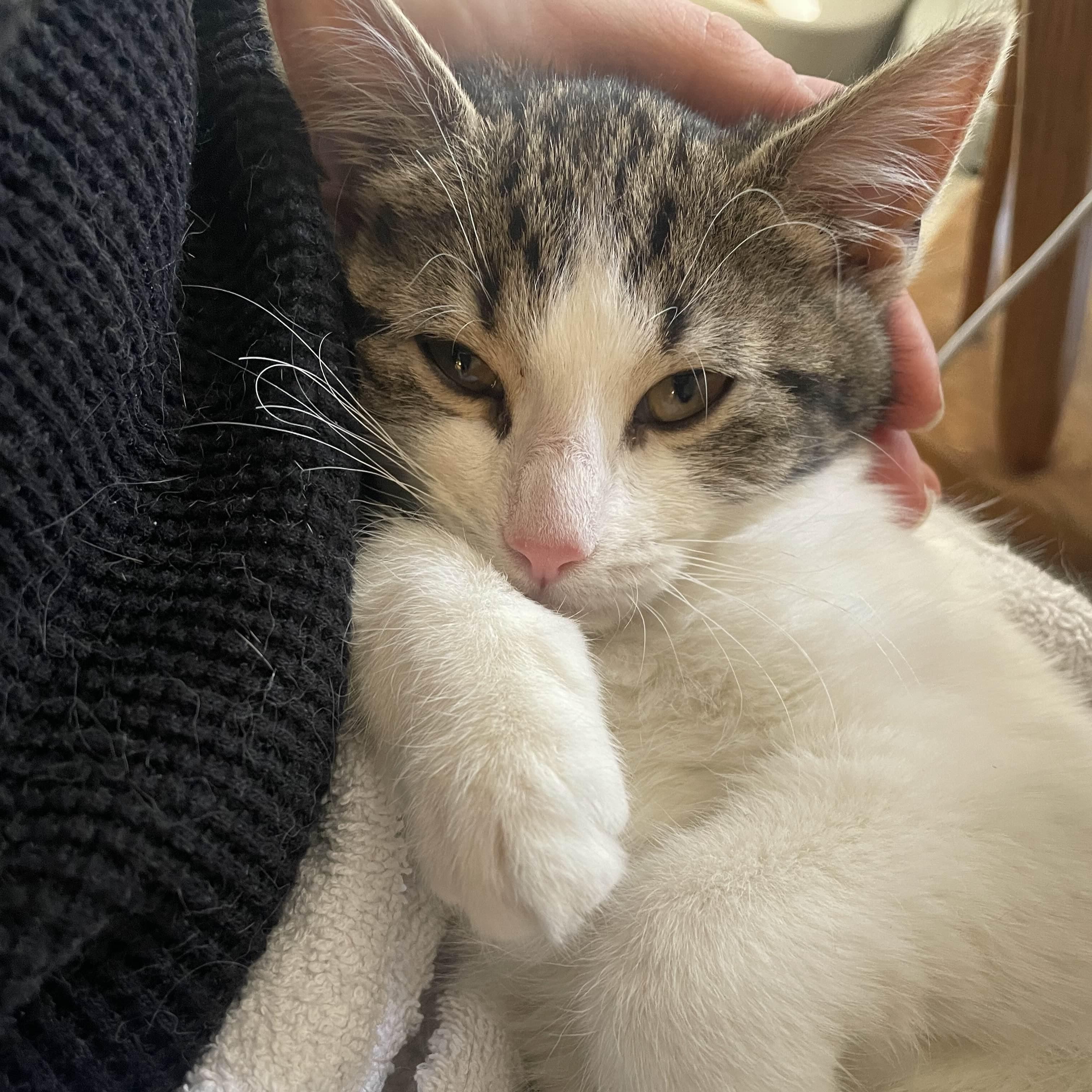 Enlarge Fozzie Bear, a Adoptable Domestic Medium Hair in Weehawken, NJ image 2/6