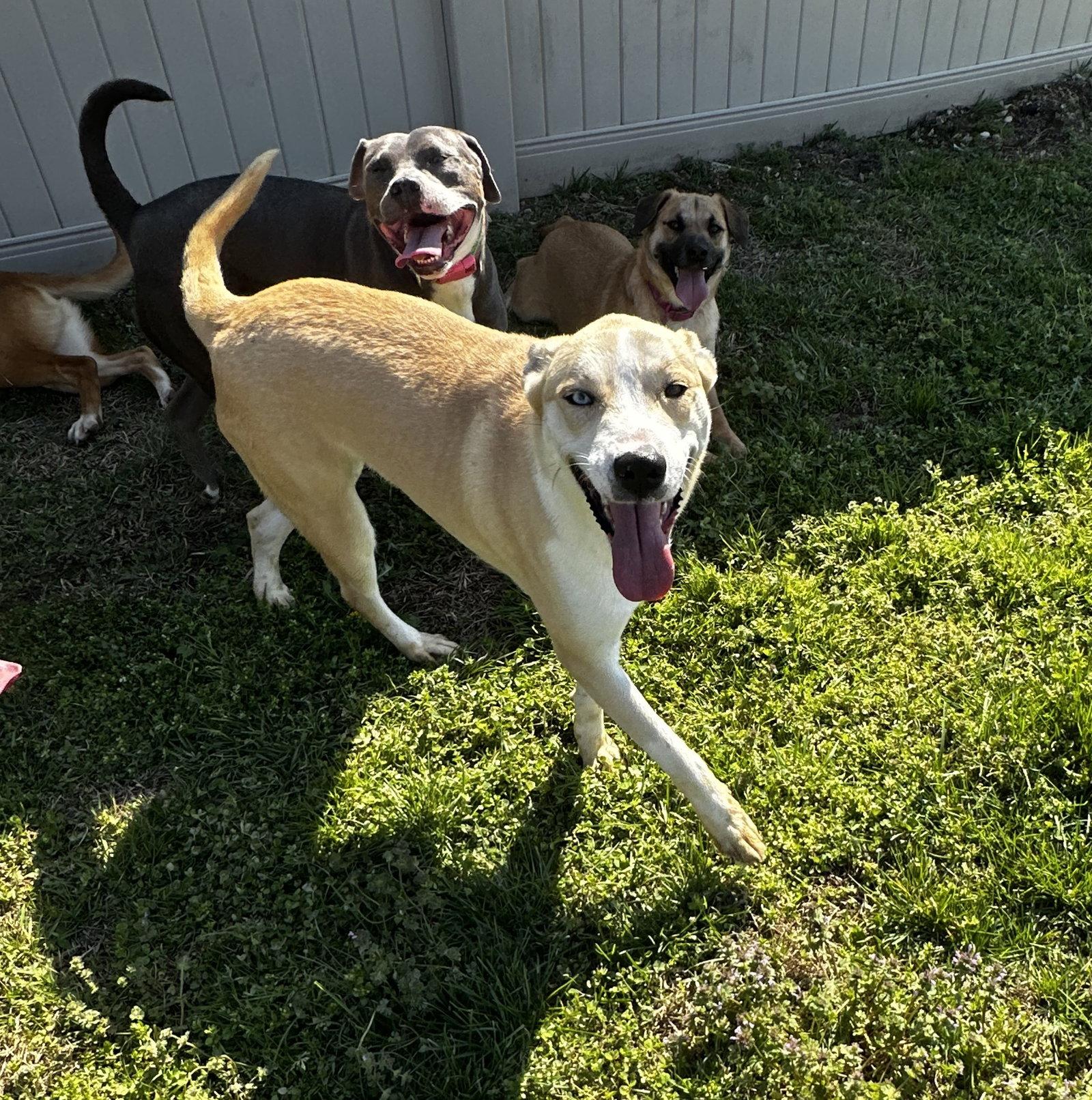 Chauncy, Adoptable, Adult Male Akita & Husky.