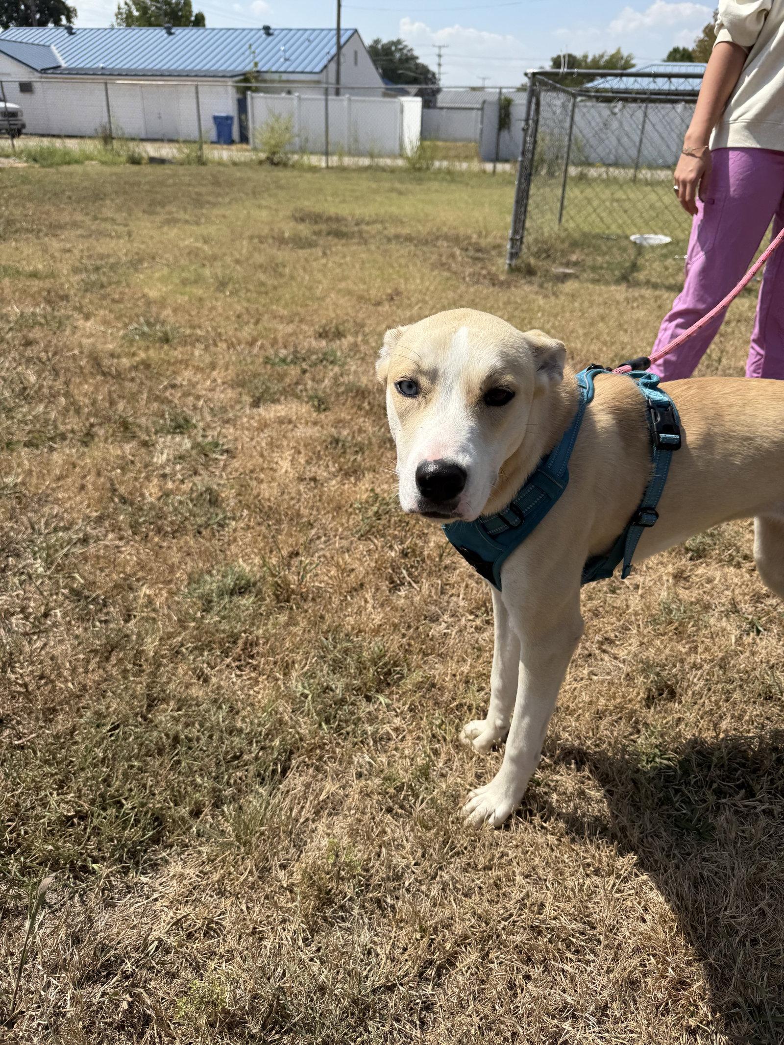 Chauncy, a Adoptable mixed breed in Corning, AR image 2/3