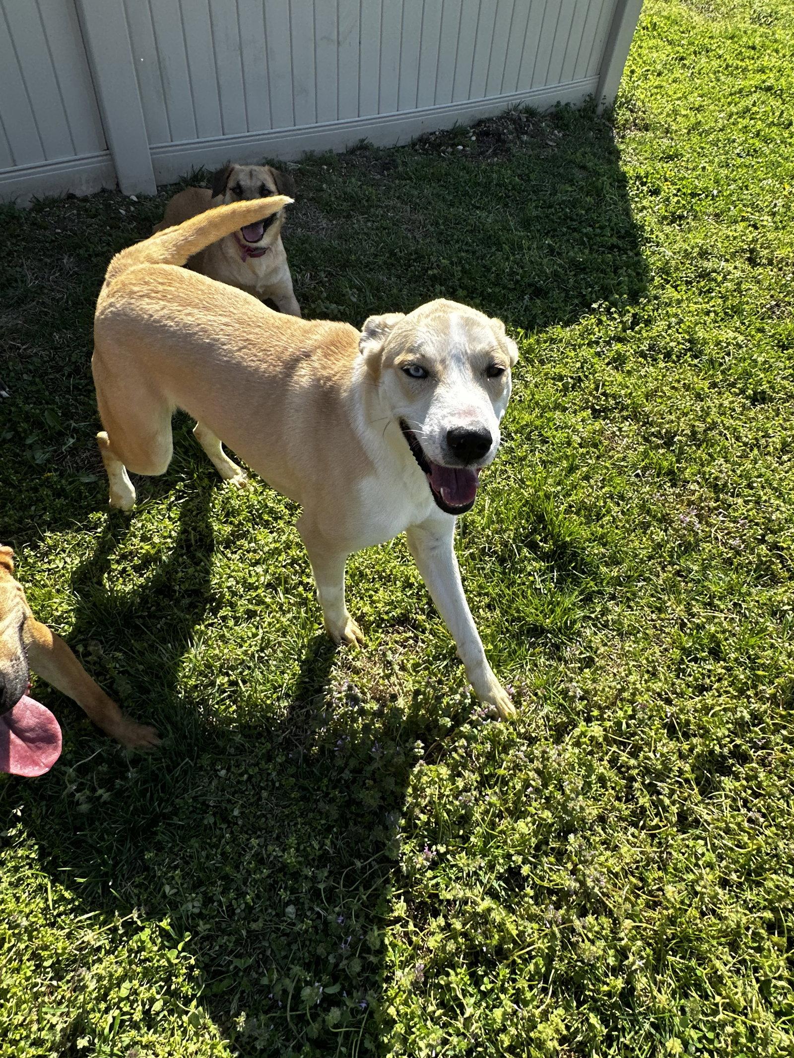 Chauncy, a Adoptable mixed breed in Corning, AR image 3/3