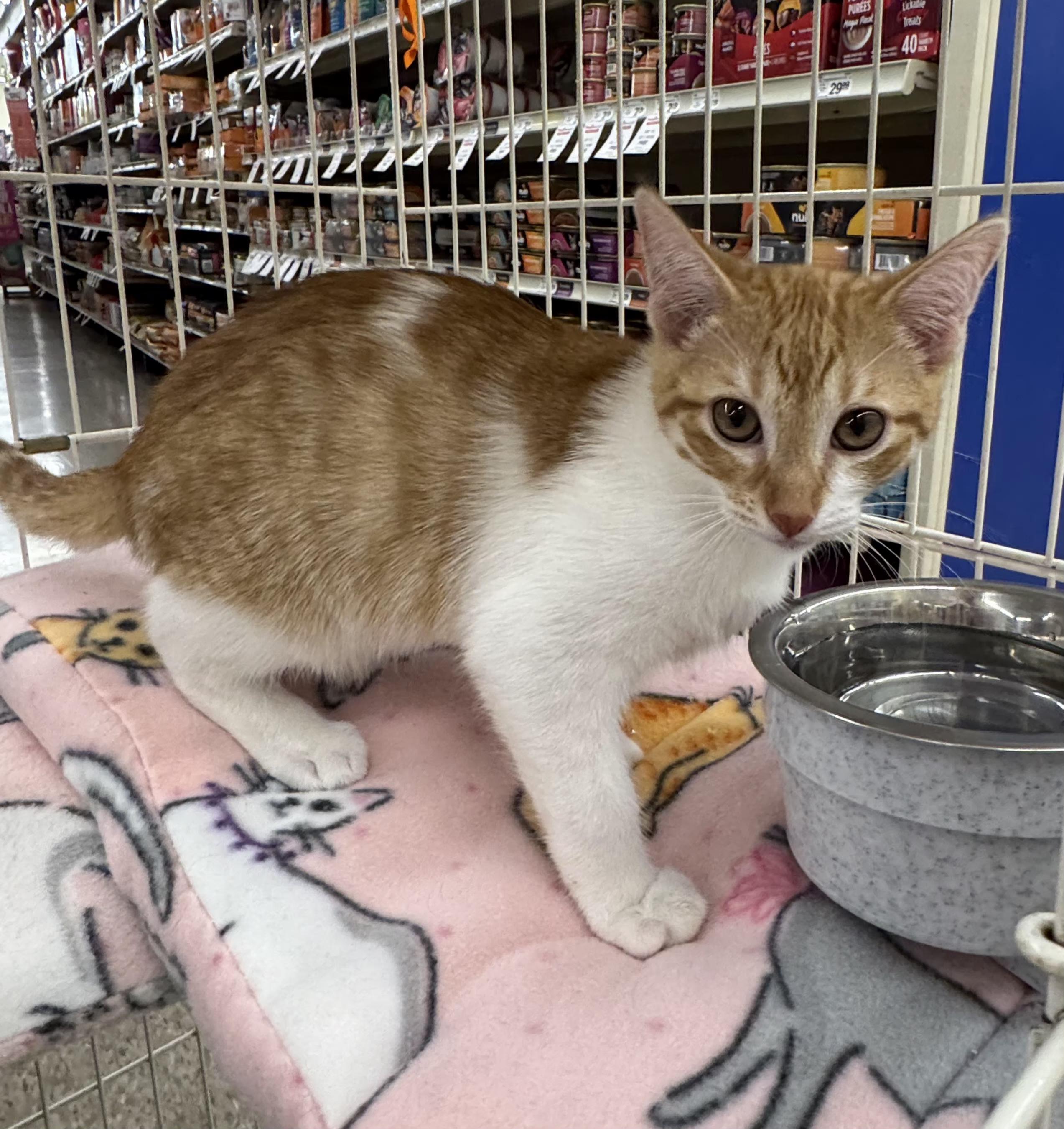 Enlarge Rich, an adopted mixed breed in Albuquerque, NM image 3/4