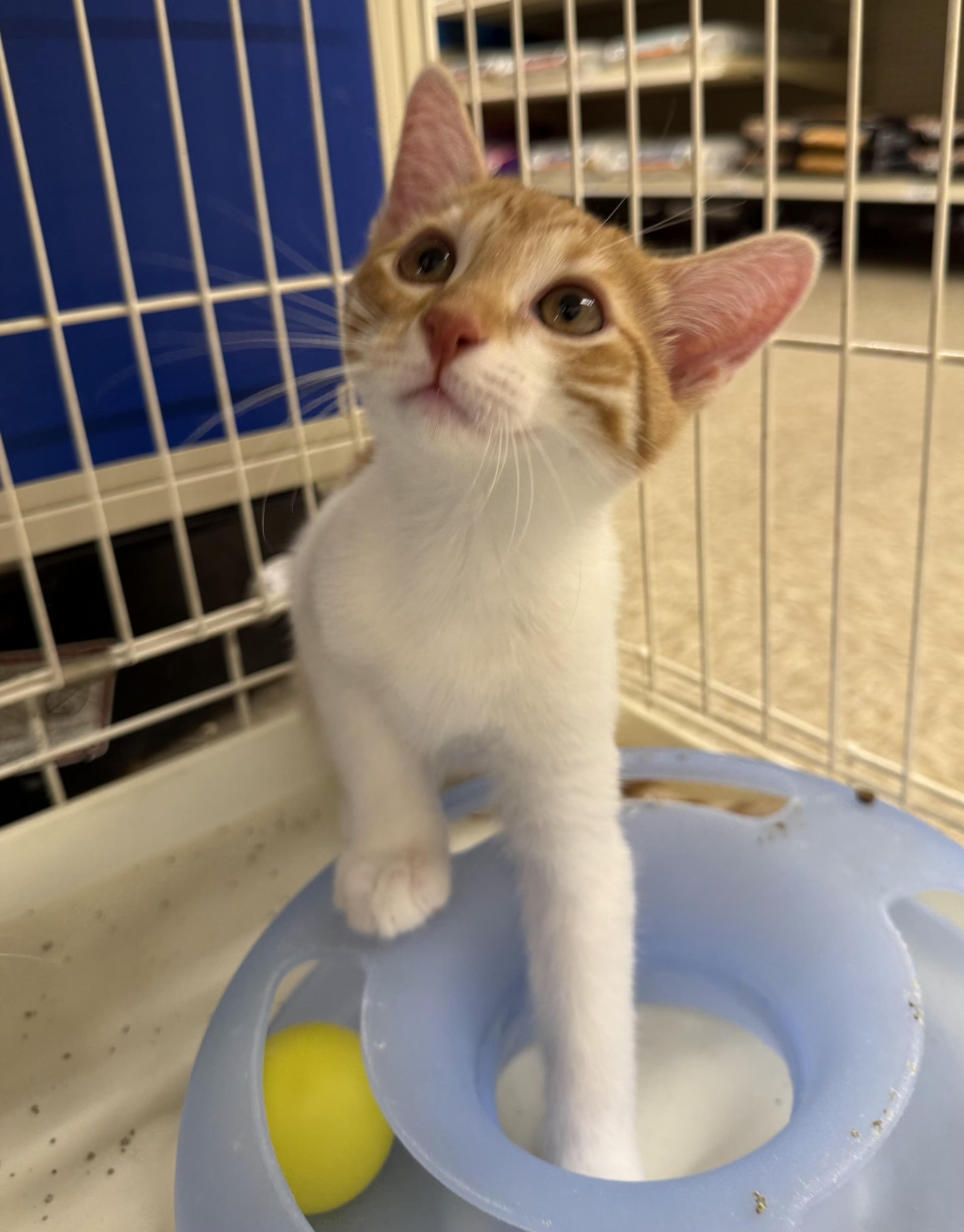 Enlarge Rich, an adopted mixed breed in Albuquerque, NM image 1/4