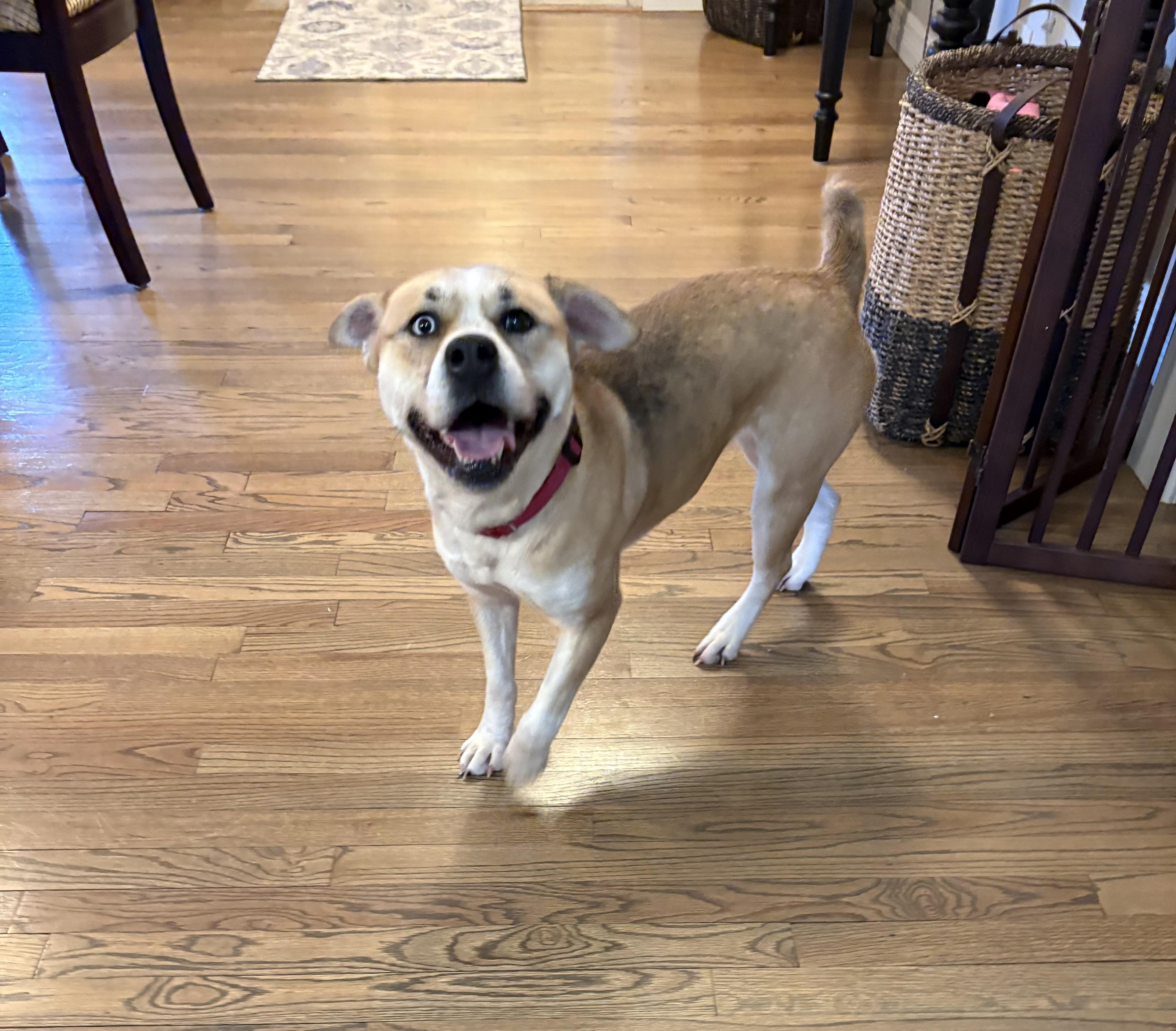 Enlarge Pixie, an adoptable mixed breed in Orland Park, IL image 1/6