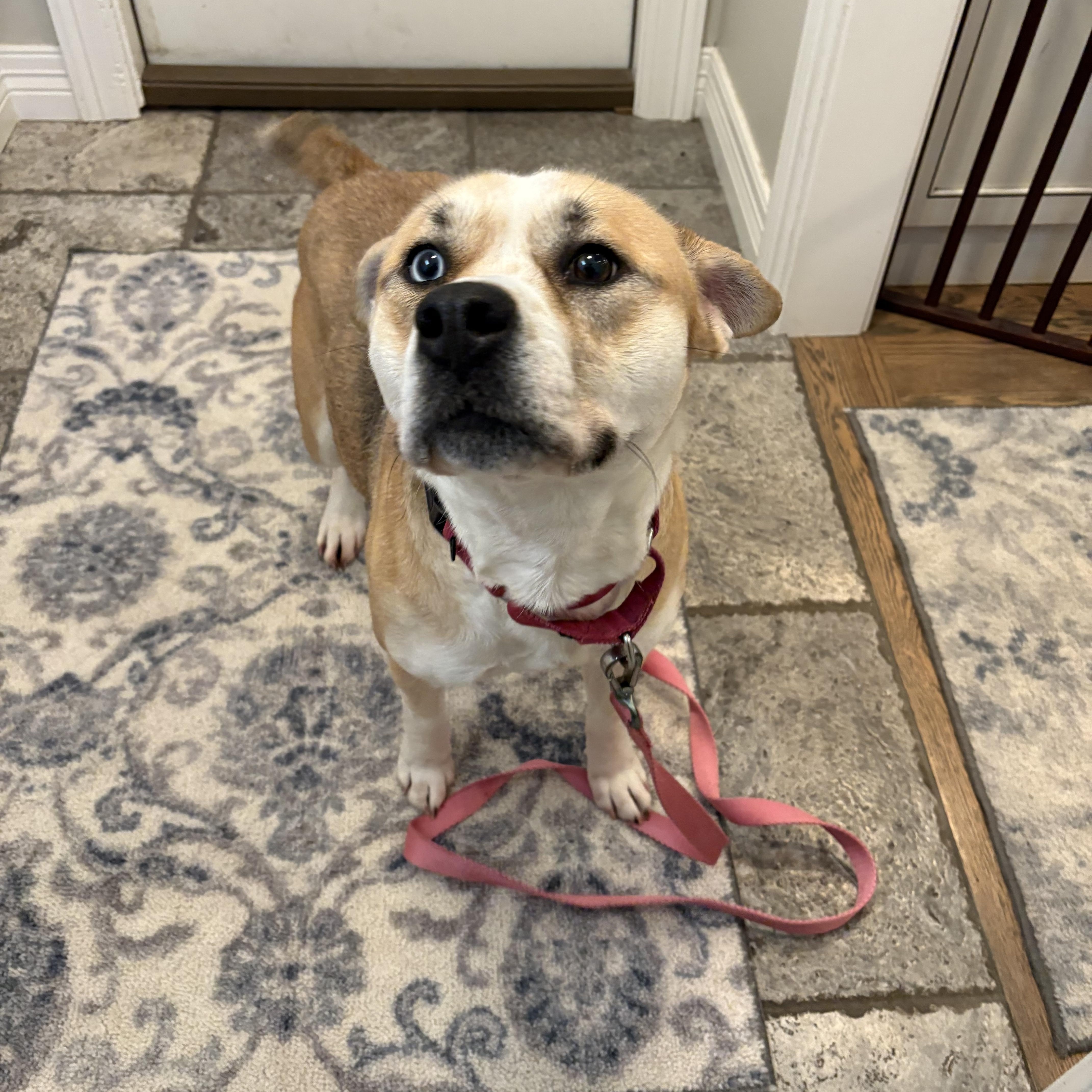 Enlarge Pixie, an adoptable mixed breed in Orland Park, IL image 6/6