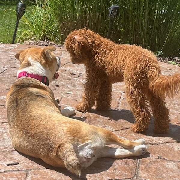 Enlarge Pixie, an adoptable mixed breed in Orland Park, IL image 3/6