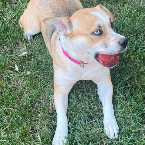 Enlarge Pixie, an adoptable mixed breed in Orland Park, IL image 4/6