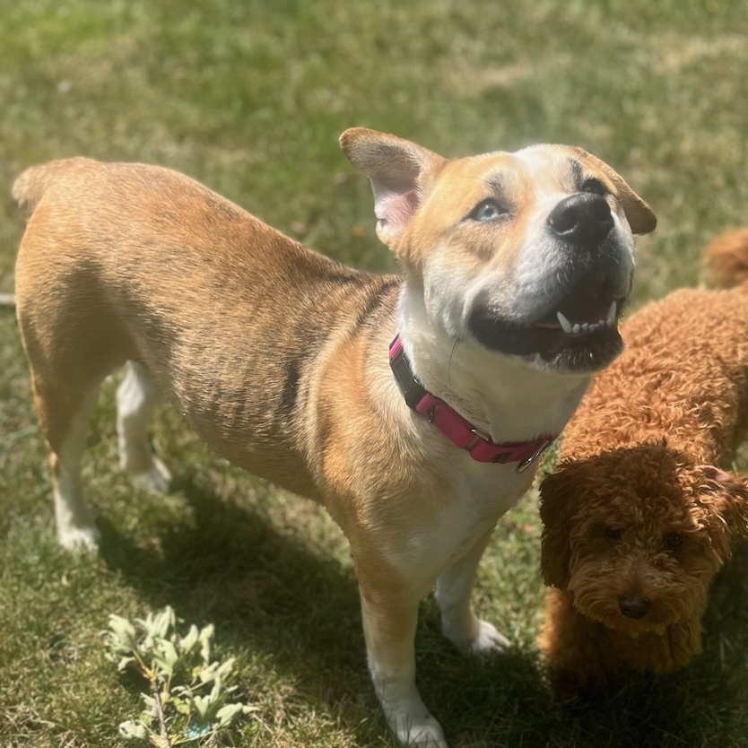 Enlarge Pixie, an adoptable mixed breed in Orland Park, IL image 2/6