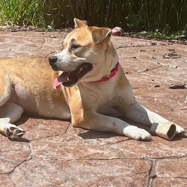 Enlarge Pixie, an adoptable mixed breed in Orland Park, IL image 5/6