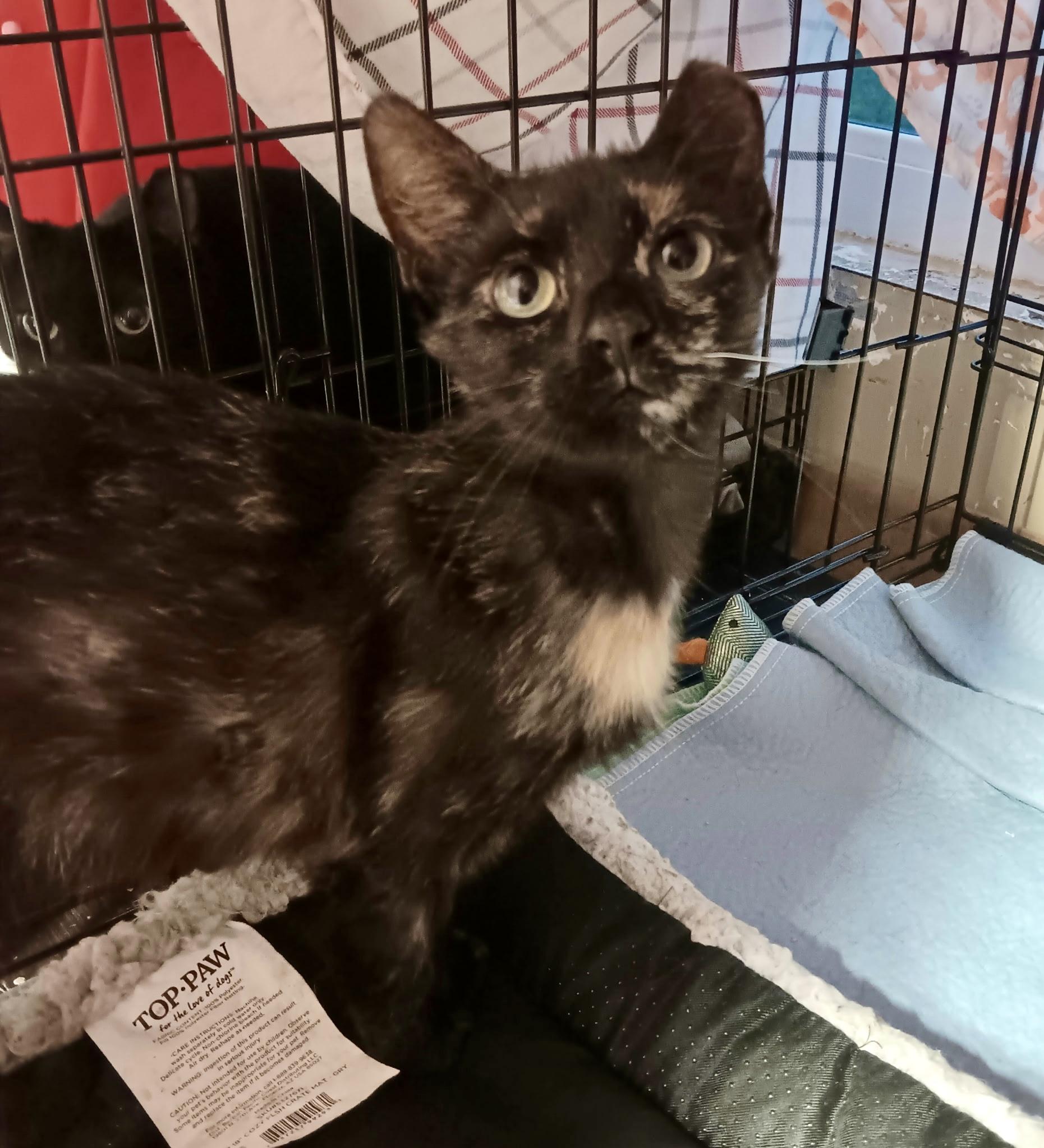 Enlarge Fiona, a Adoptable Domestic Short Hair in Cincinnati, OH image 4/6