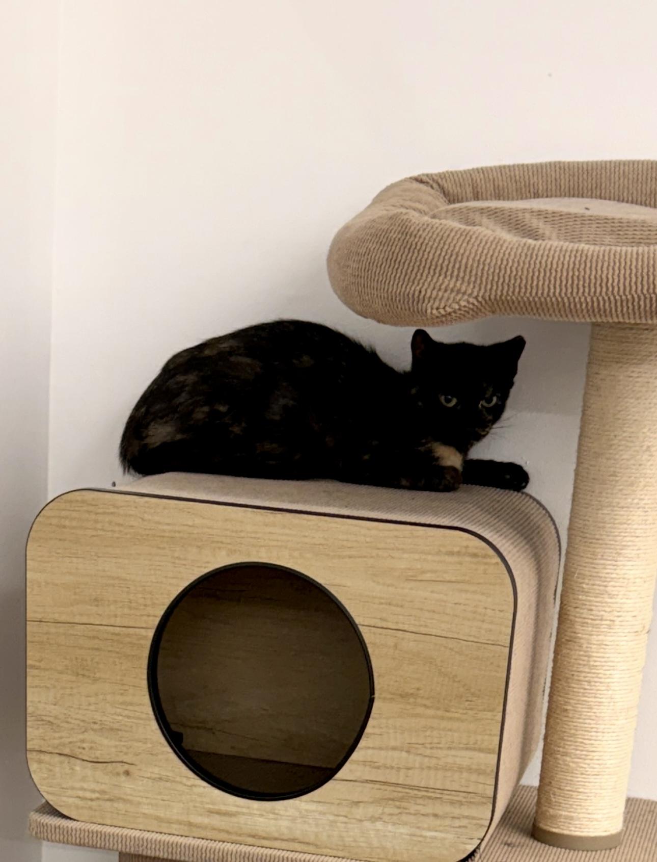 Enlarge Fiona, a Adoptable Domestic Short Hair in Cincinnati, OH image 3/6