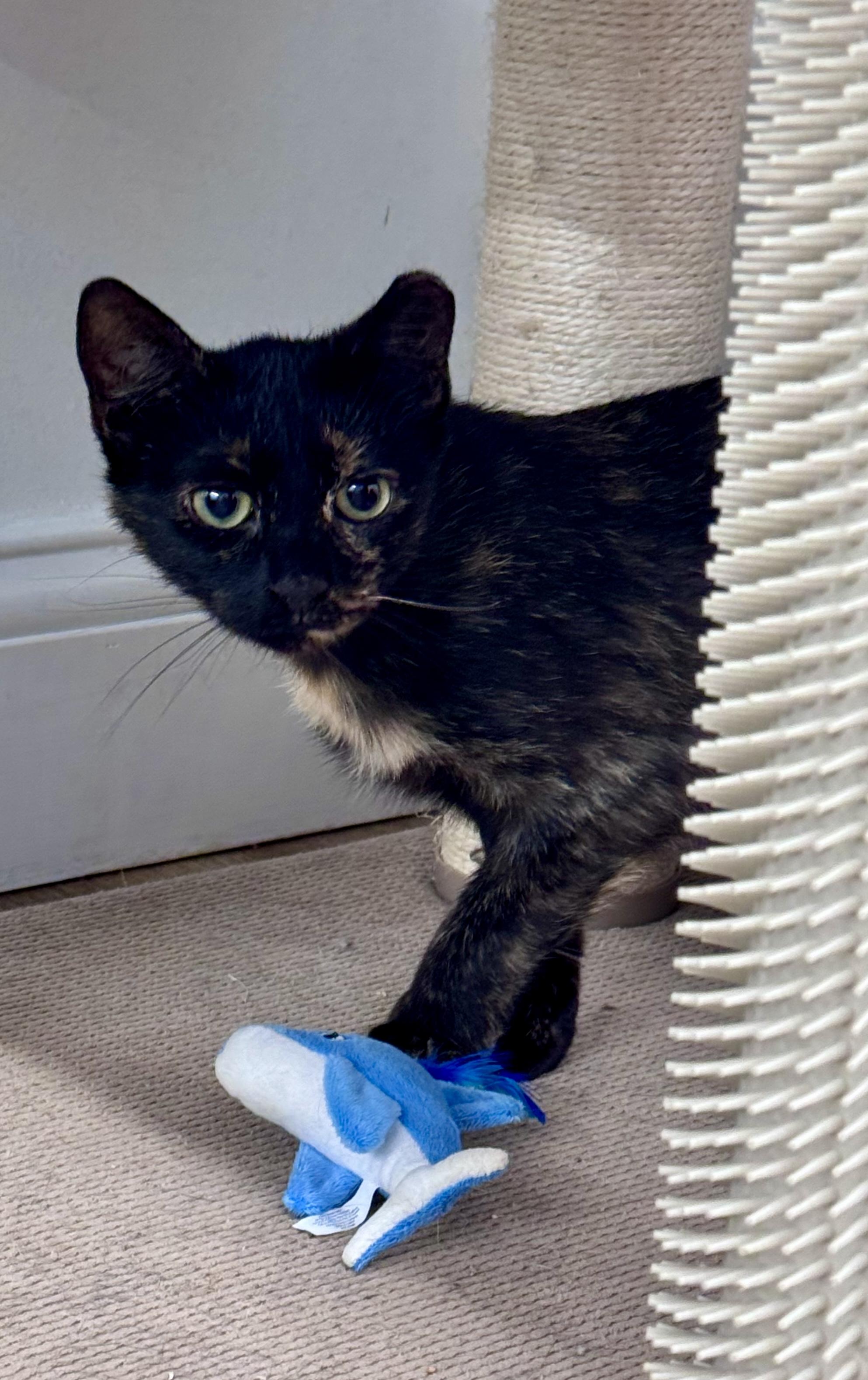 Enlarge Fiona, a Adoptable Domestic Short Hair in Cincinnati, OH image 5/6