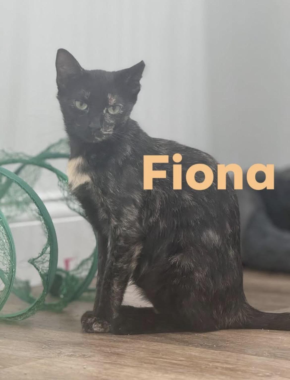 Fiona, Adoptable, Kitten Female Domestic Short Hair.