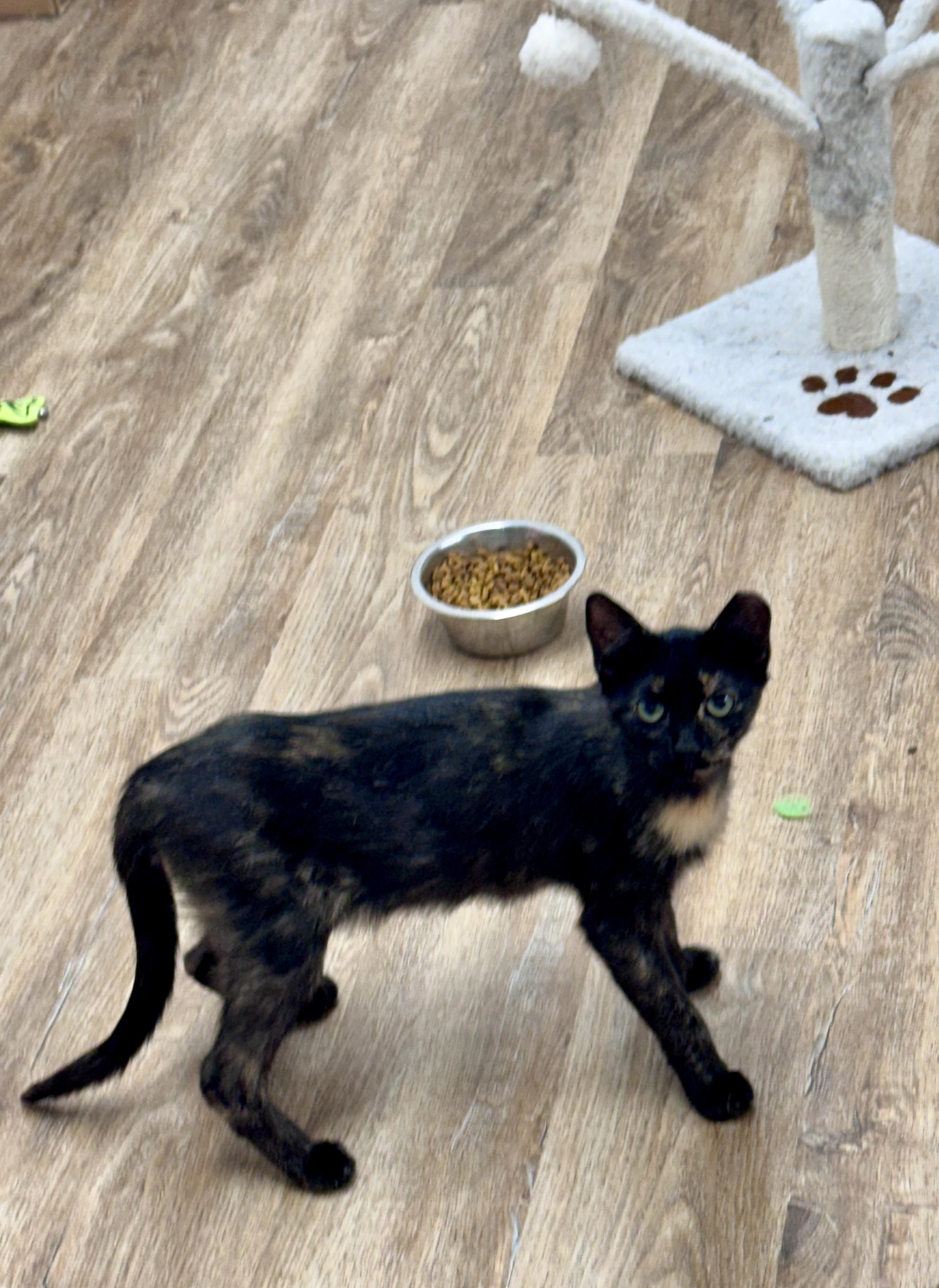 Enlarge Fiona, a Adoptable Domestic Short Hair in Cincinnati, OH image 6/6