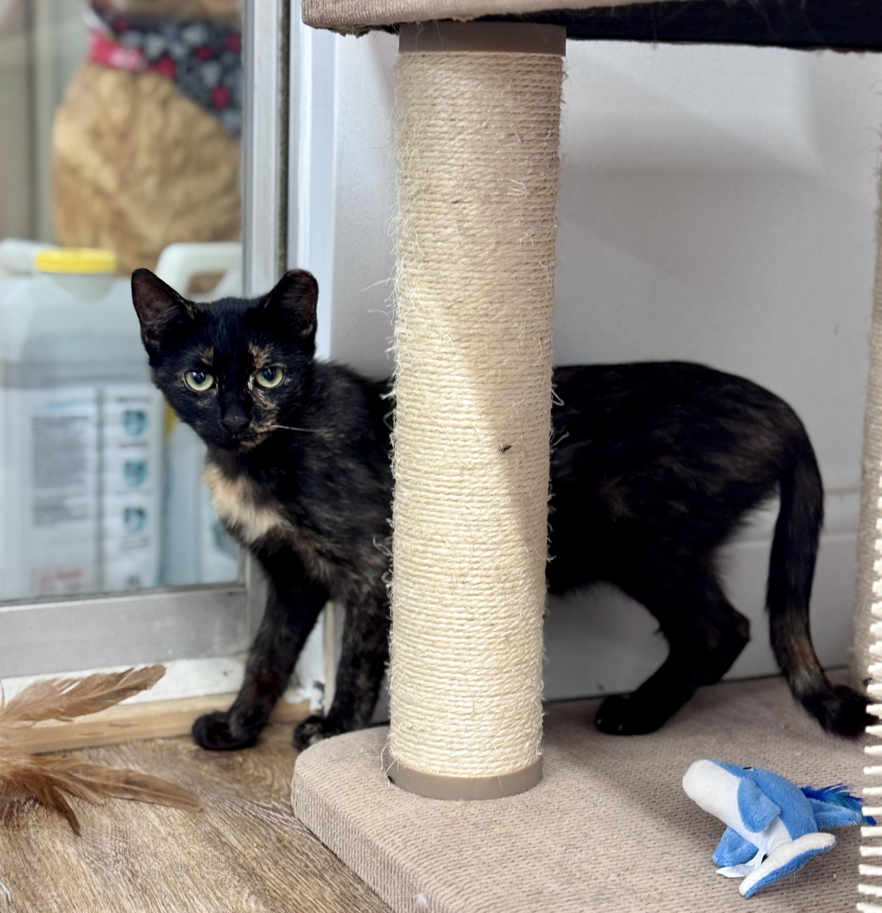Enlarge Fiona, a Adoptable Domestic Short Hair in Cincinnati, OH image 2/6