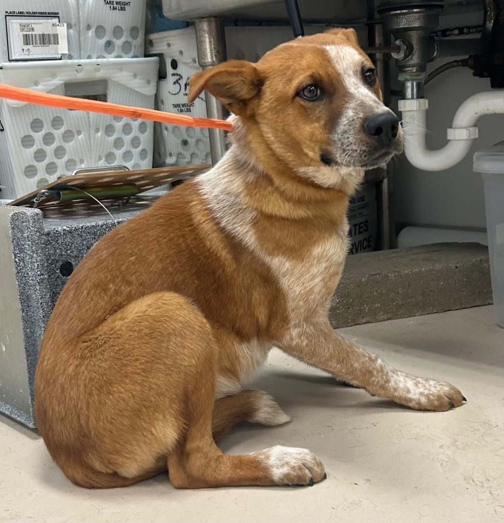 Cowboy, Adopted, Young Male Australian Cattle Dog / Blue Heeler & Mixed Breed.