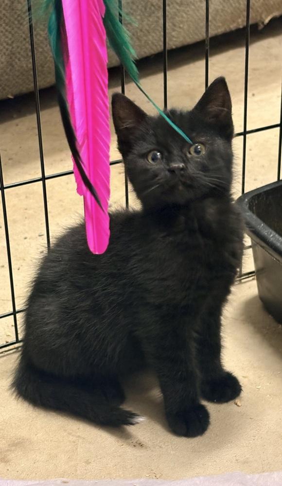 Onyx, Adoptable, Kitten Male Domestic Short Hair.