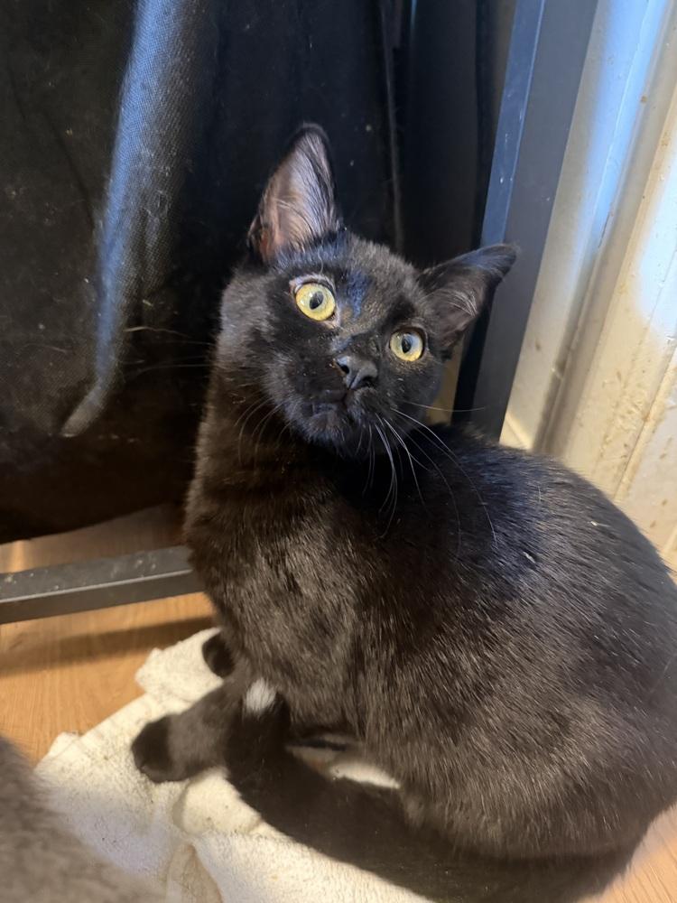 Onyx, Adoptable, Kitten Male Domestic Short Hair.