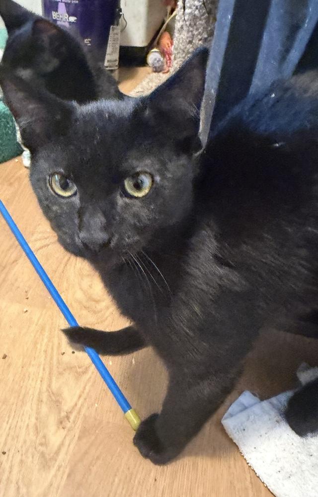 Enlarge Onyx, a Adoptable Domestic Short Hair in Palatine, IL image 2/3