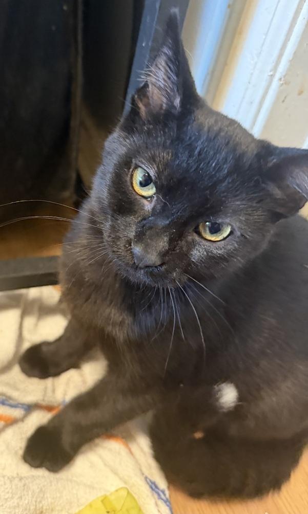 Enlarge Onyx, a Adoptable Domestic Short Hair in Palatine, IL image 3/3