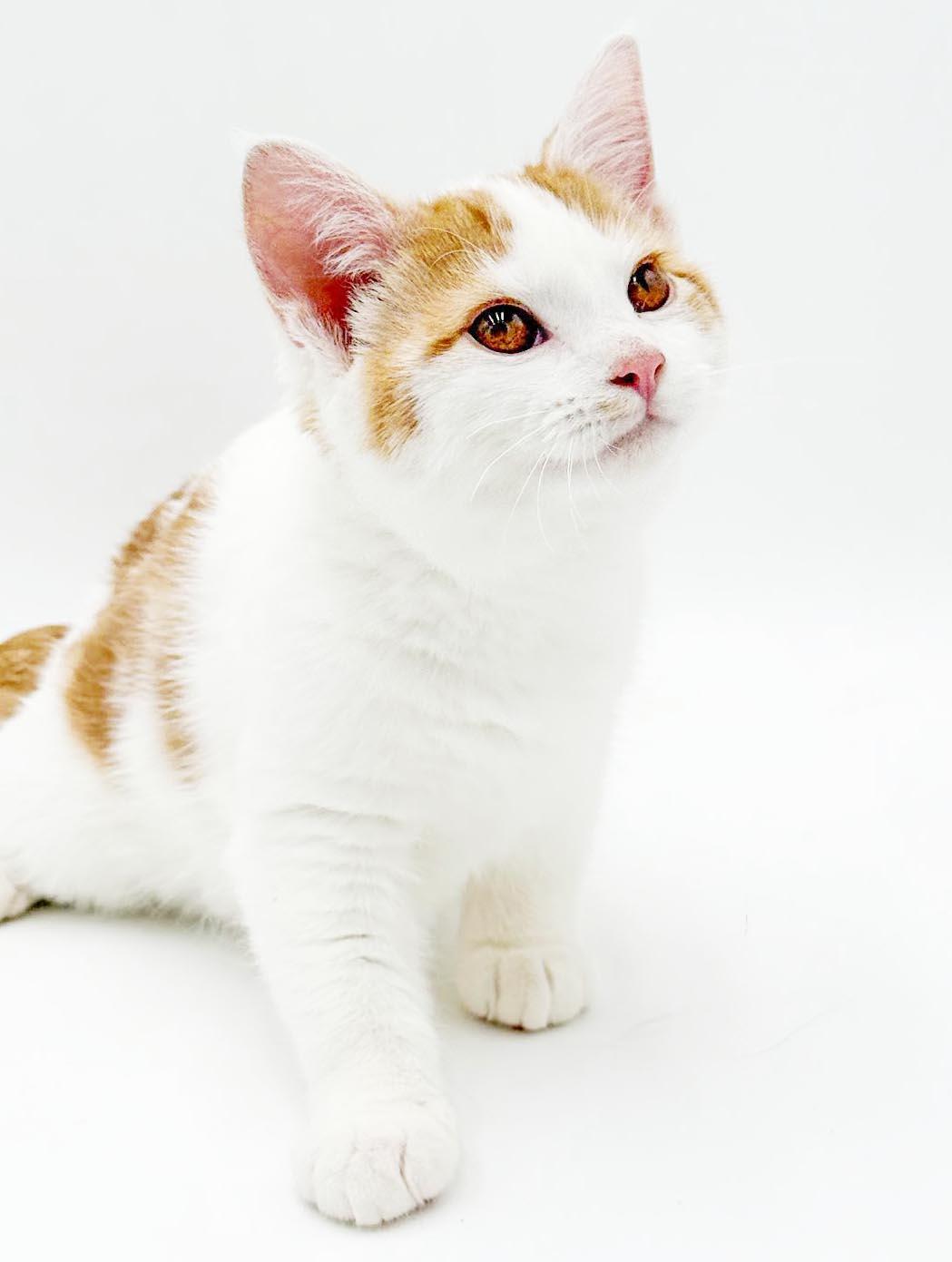 Enlarge Footlong is full of love n' snuggles - OLD ENOUGH TO GO SOLO, a Adoptable mixed breed in Bedford Hills, NY image 6/6