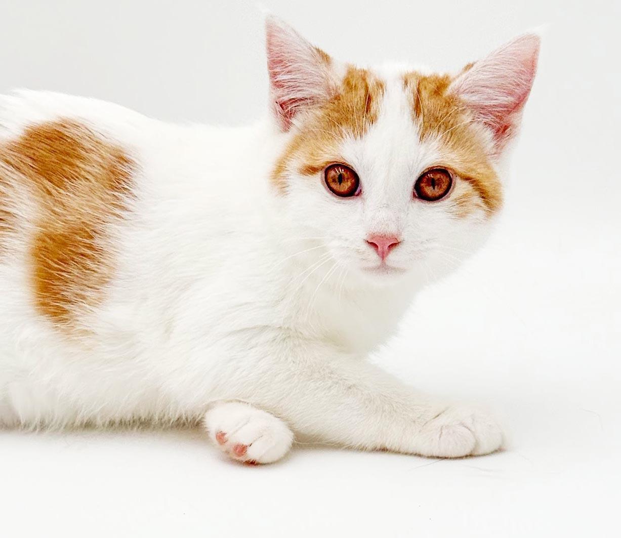 Footlong is full of love n' snuggles - OLD ENOUGH TO GO SOLO, Adoptable, Kitten Female Turkish Van & Tabby.