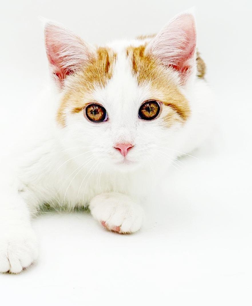 Enlarge Footlong is full of love n' snuggles - OLD ENOUGH TO GO SOLO, a Adoptable mixed breed in Bedford Hills, NY image 3/6
