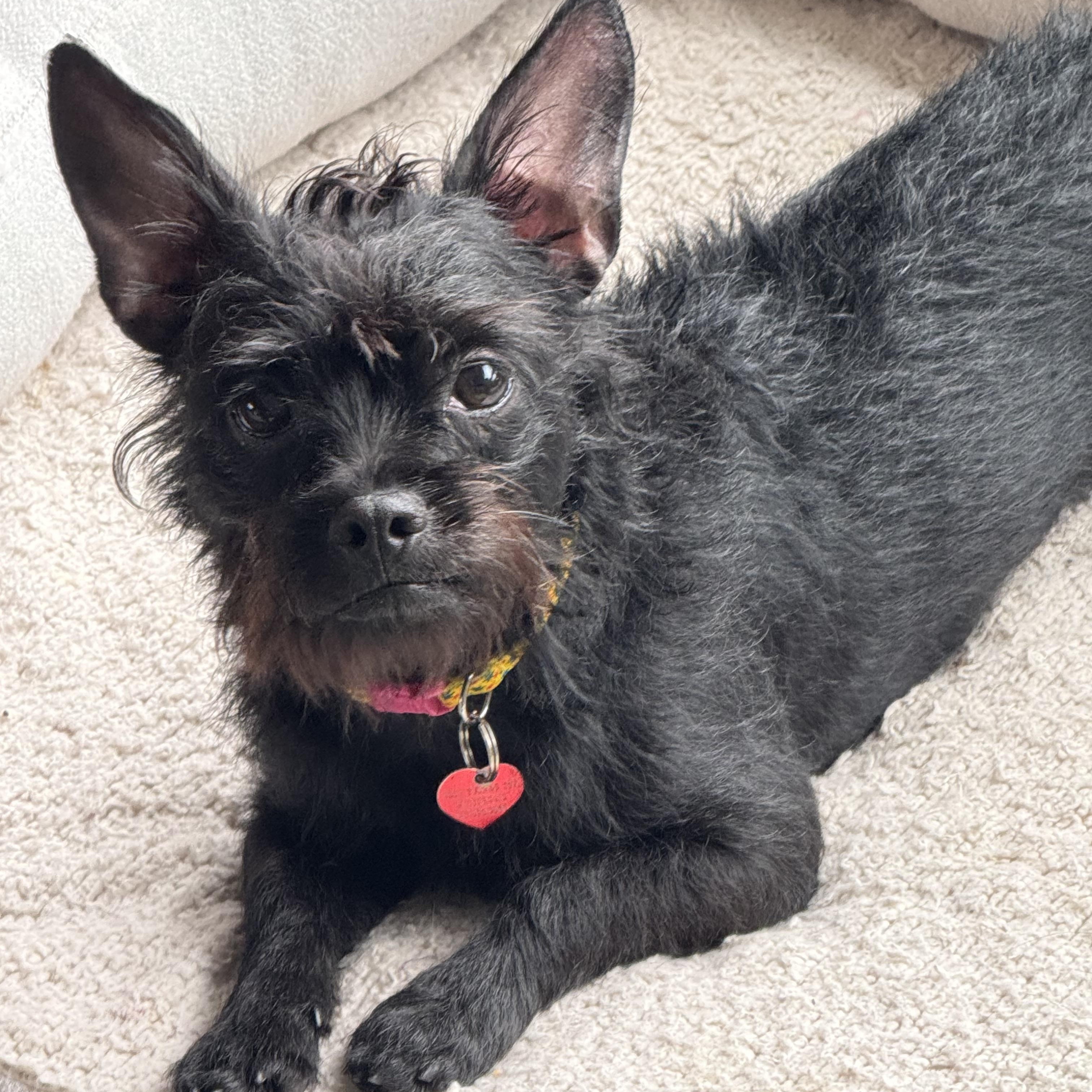 LULU, a ADOPTABLE mixed breed in los angeles, CA image 1/6