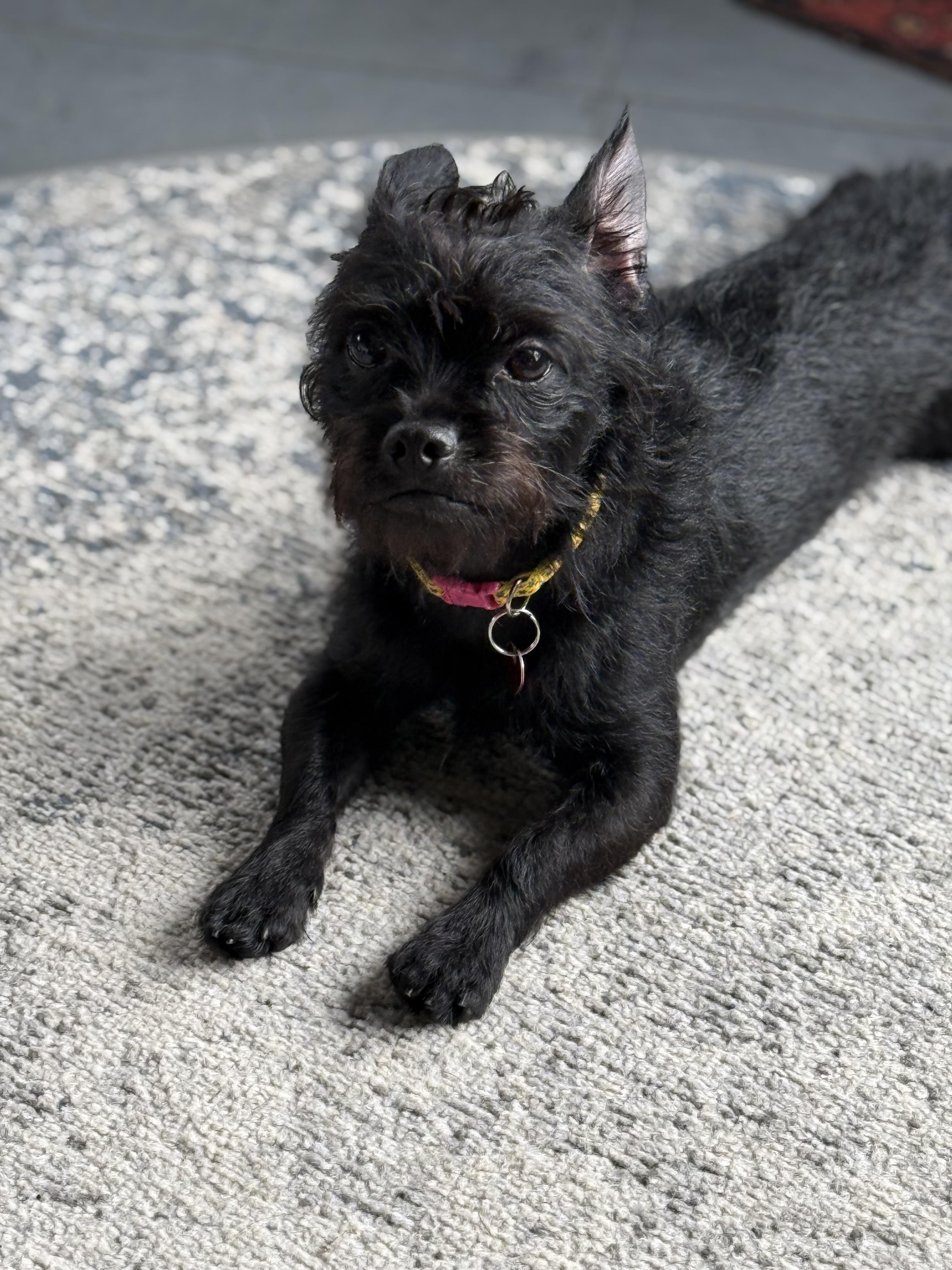 LULU, a ADOPTABLE mixed breed in los angeles, CA image 5/6